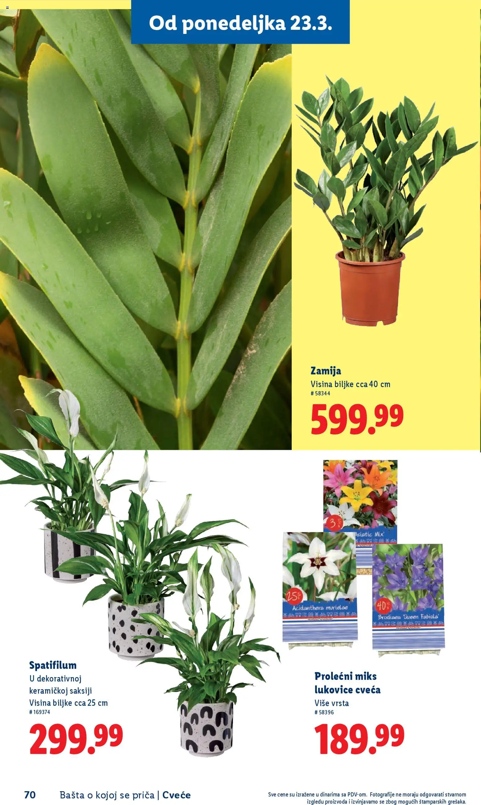 Lidl katalog - važi od 26.02.2026 | Strana: 70 | Proizvode: Cvece