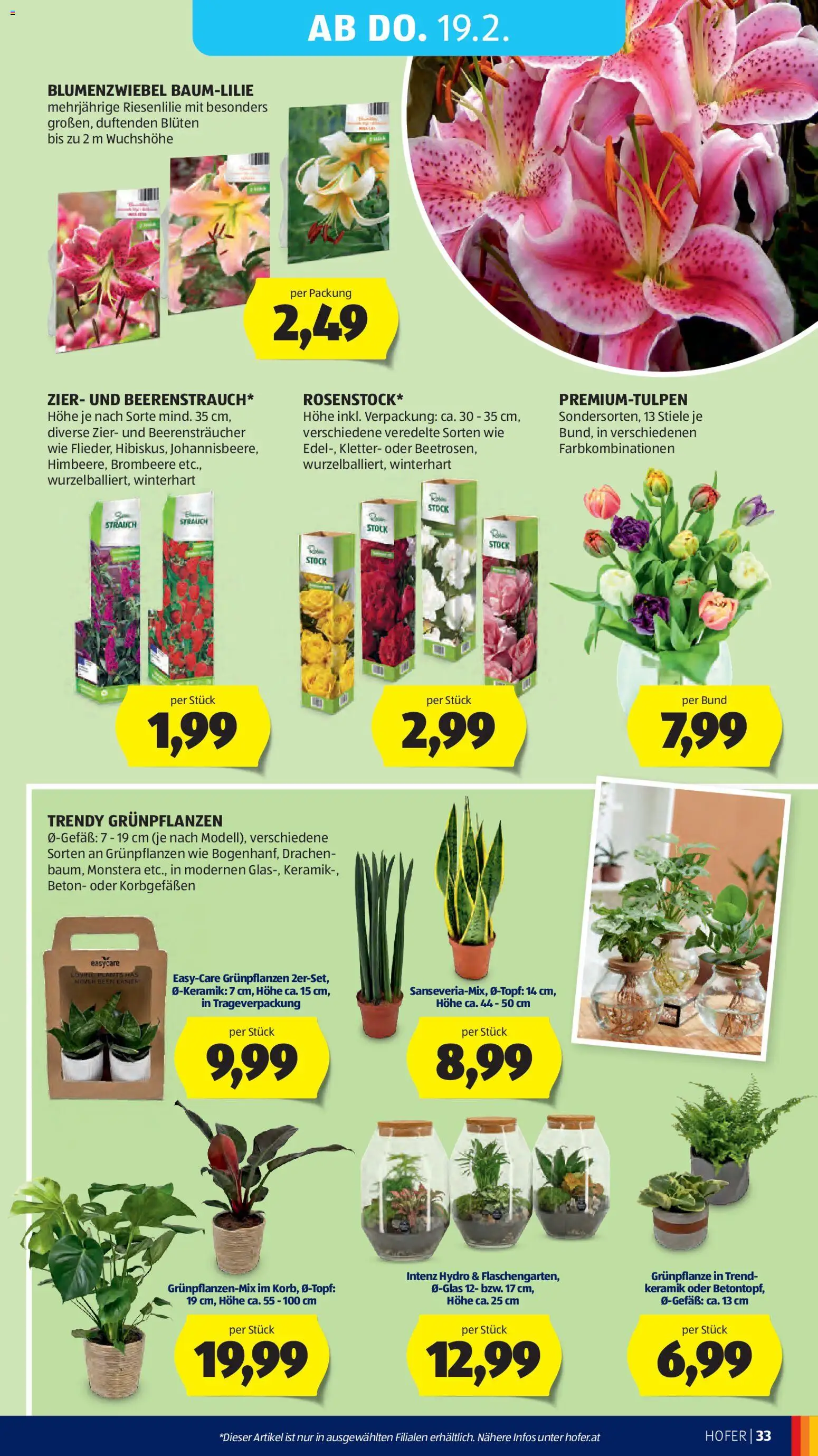 Hofer Flugblatt gültig ab 13.02.2026 | Seite: 37