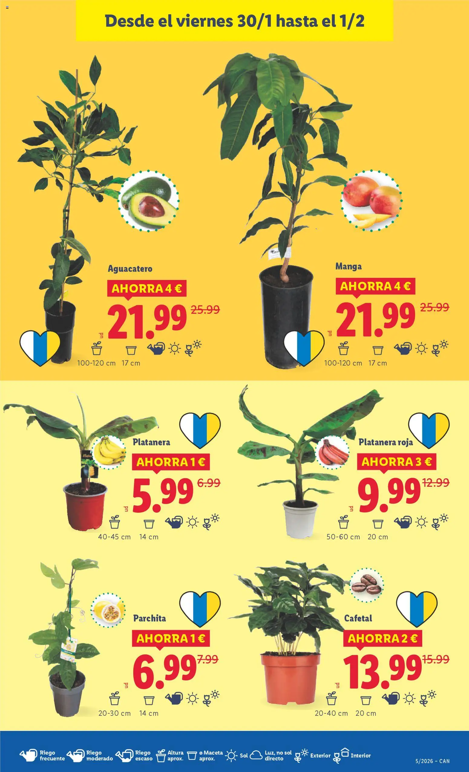 Lidl - Canarias │ válido desde el 26.01.2026 | Página: 43 | Productos: Ρούτερ, Maceta
