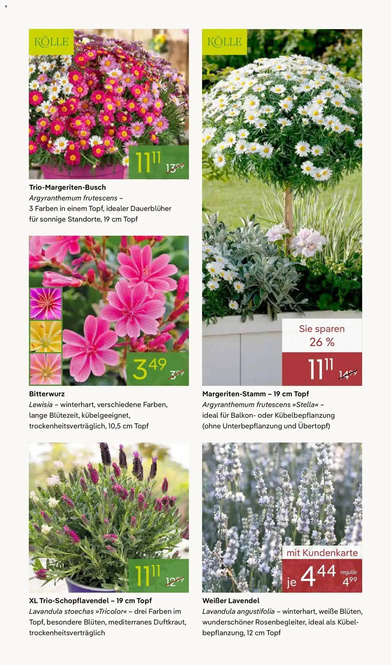 Pflanzen-Kölle - Pflanzen-Kölle: Blühende Osterzeit – gültig ab 30.03.2026 | Seite: 5 | Produkte: Lavendel