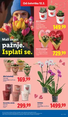 Orhideja, Više boja. Visina biljke cca 60 cm - pregled Lidl kataloga - važi od 12.02.2026 | Strana: 17
