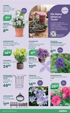 bellaflora Flugblatt ab 02.04.2026 gültig | Seite: 7 | Produkte: Tisch