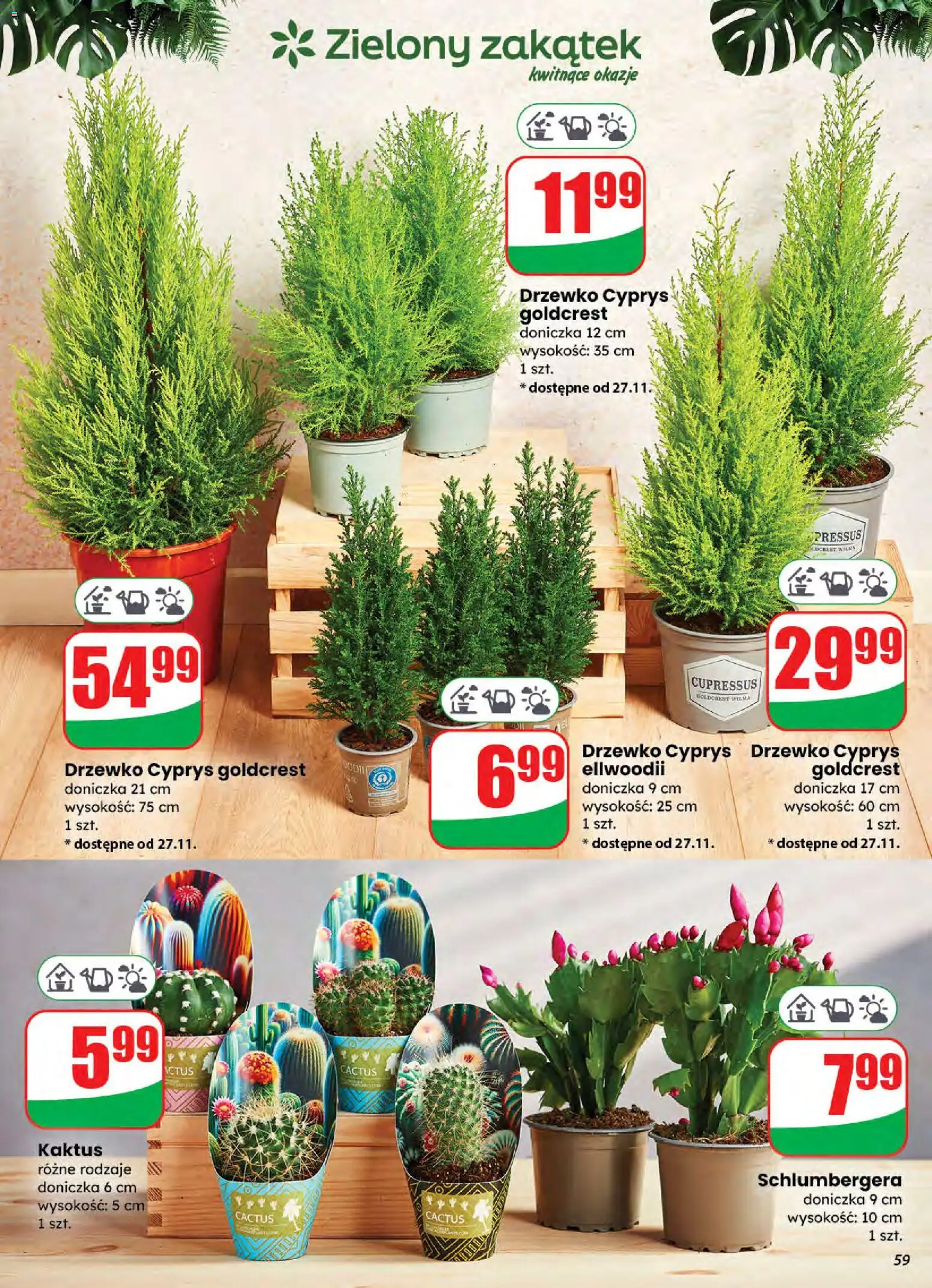 Dino Gazetka od 26.11.2025 | Strona: 59 | Produkty: Doniczka