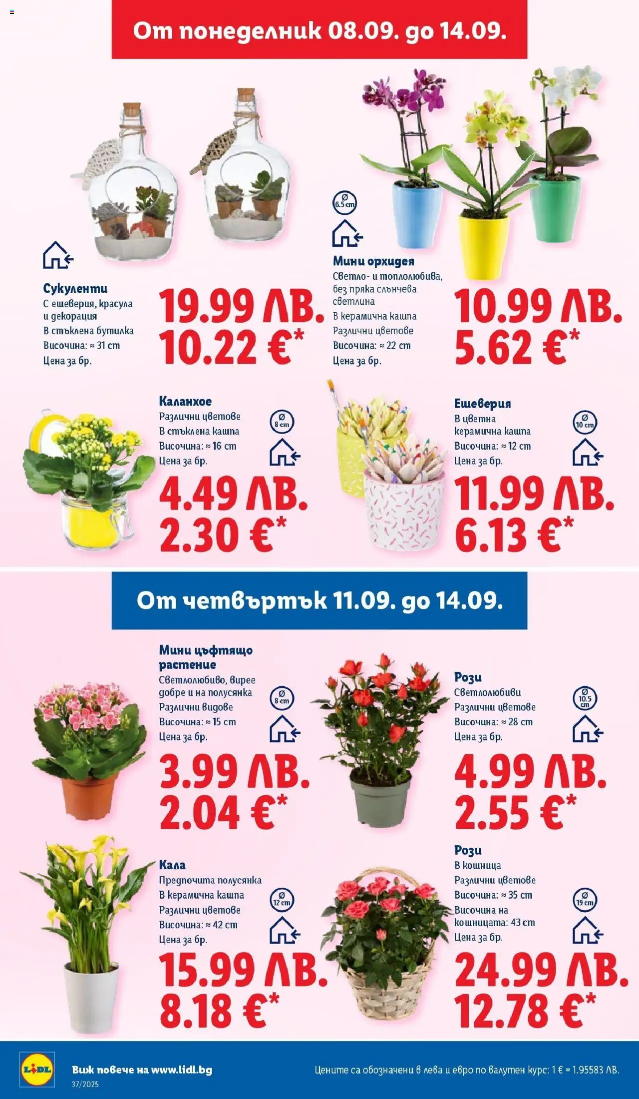 {H1} | Страница: 46 | Продукти: Кашпа, Орхидея, Декорация, Кошница