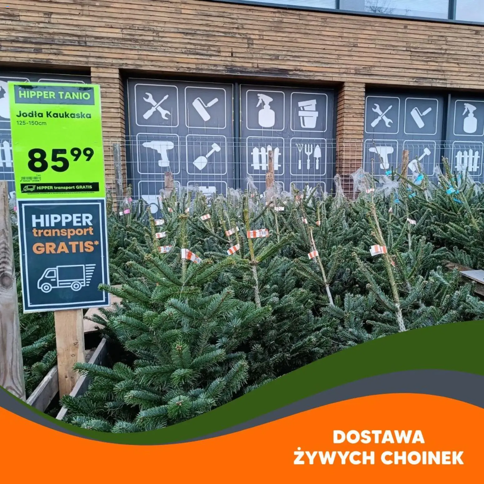 Hipper Gazetka od 21.11.2025 | Strona: 5 | Produkty: Jodła kaukaska