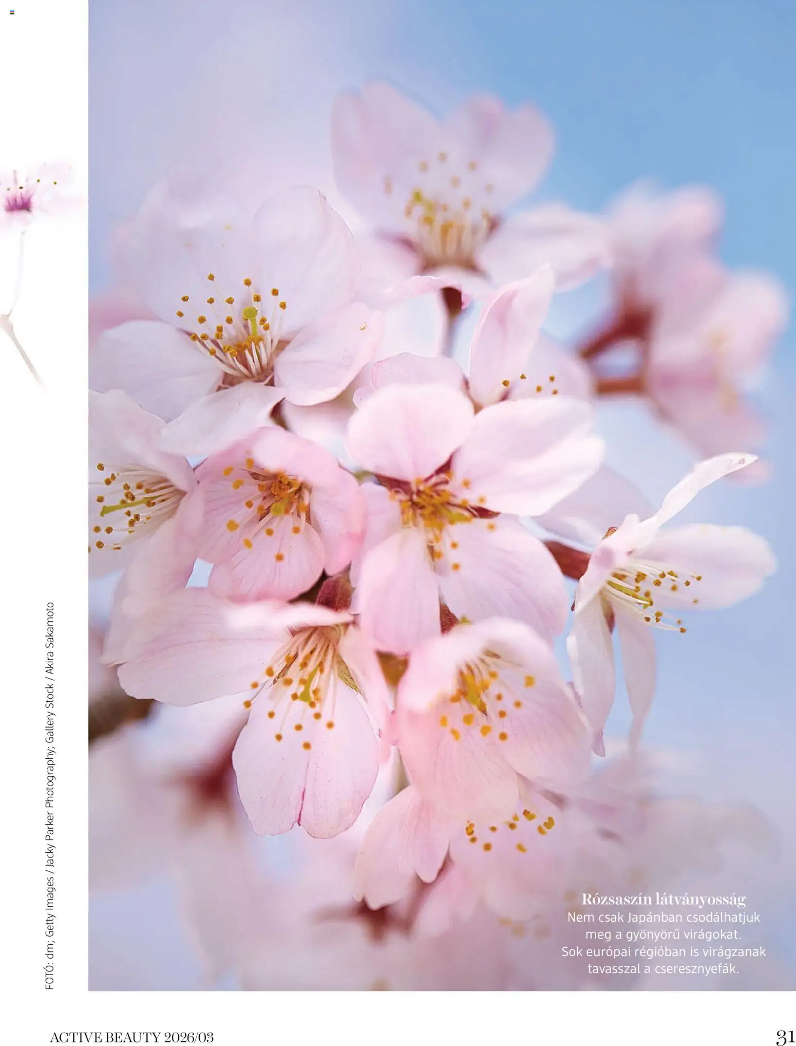 DM Drogerie Markt akciós ujság - amely érvényes a következő dátumtól: 26.03.2026 | Oldal: 31