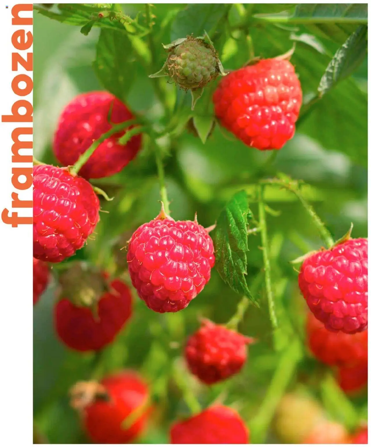  | Pagina: 62 | Producten: Frambozen