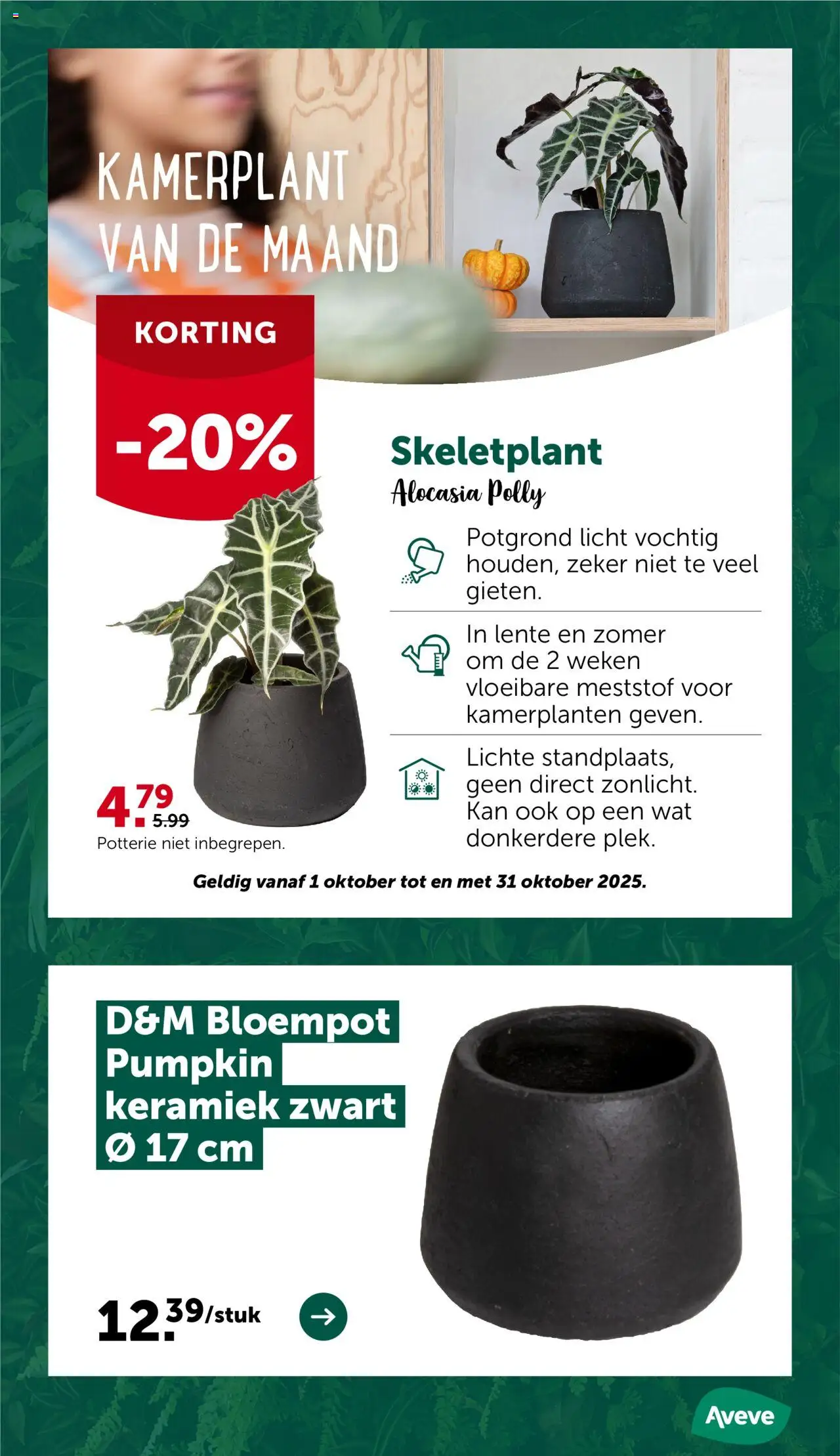{H1} | Pagina: 8 | Producten: Kamerplanten, Keramiek, Kan