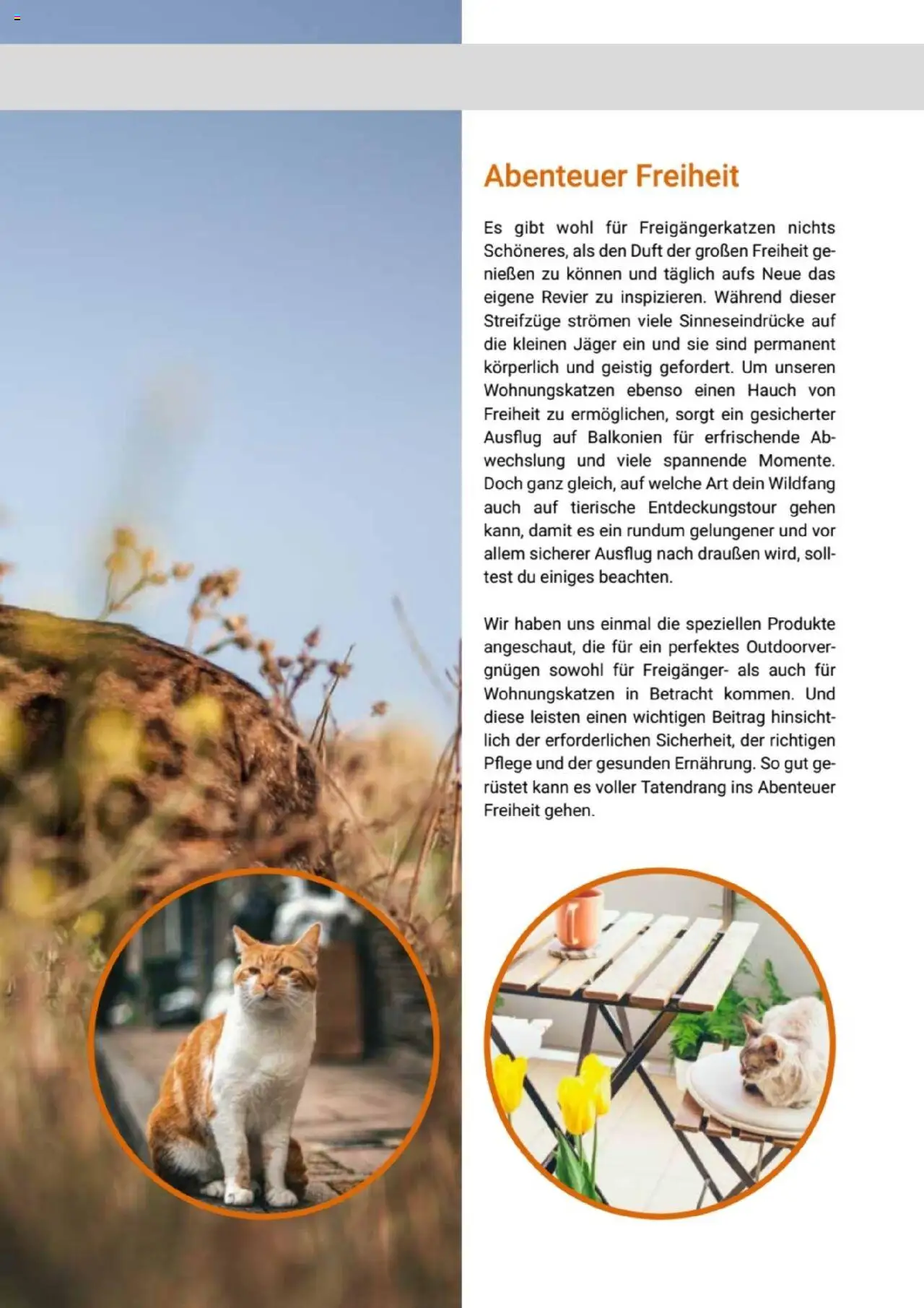 zookauf Themenkatalog Katze – gültig ab 01.10.2025 | Seite: 39 | Produkte: Duft