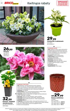 Pogląd oferty "Brico Marché gazetka - Wiosna" - ważna od 04.03.2026 | Strona: 56 | Produkty: Doniczka, Rosliny, Doniczki, Kwiaty