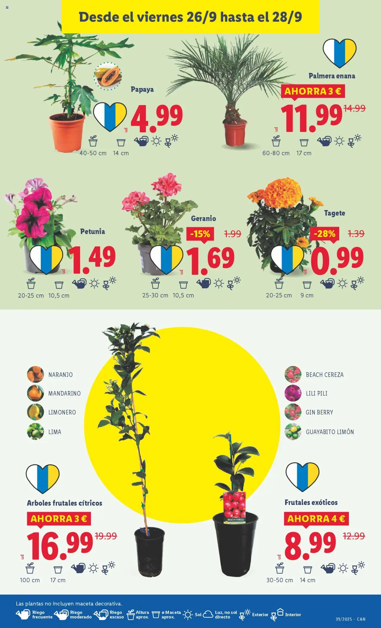 Lidl - Canarias │ válido desde el 22.09.2025 | Página: 37 | Productos: Lima, Maceta