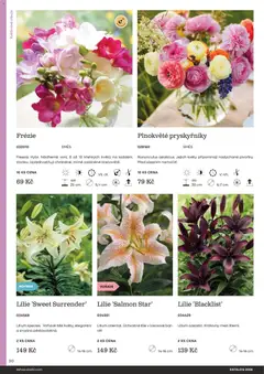 Náhled letáku Starkl katalog od 25.02.2026 | Strana: 90 | Produkty: Cibule