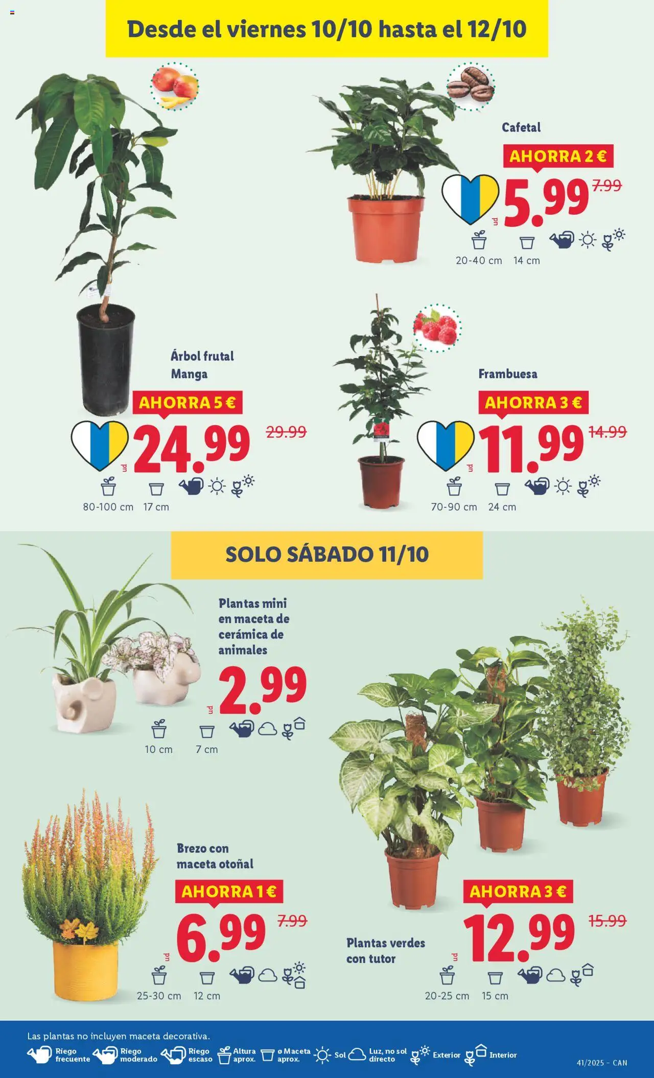 Lidl - Canarias │ válido desde el 06.10.2025 | Página: 43 | Productos: Ρούτερ, Maceta