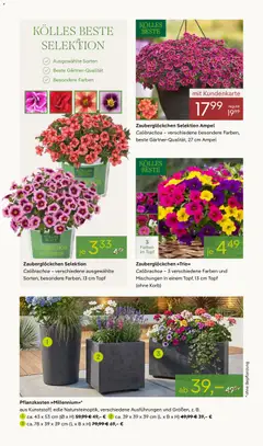 Pflanzen-Kölle Prospekt 	 ab 20.04.2026 gültig | Seite: 2 | Produkte: Korb