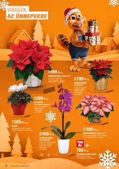 OBI Akciós újság - amely érvényes a következő dátumtól: 24.11.2025 | Oldal: 12 | Termékek: Orchidea, Virágok, Kaspó