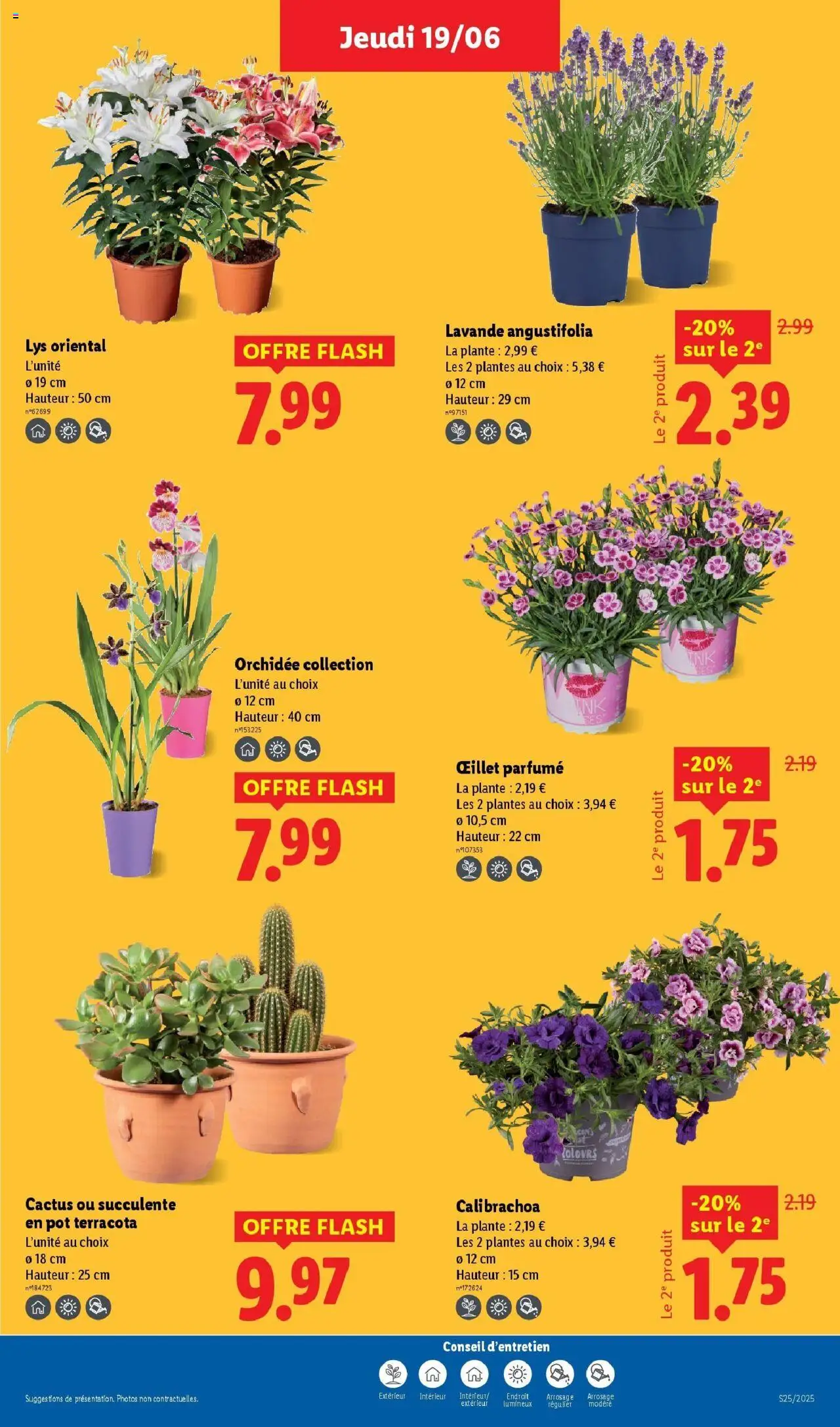  | Page: 29 | Produits: Lavande, Plantes, Orchidée, Oeillet parfumé