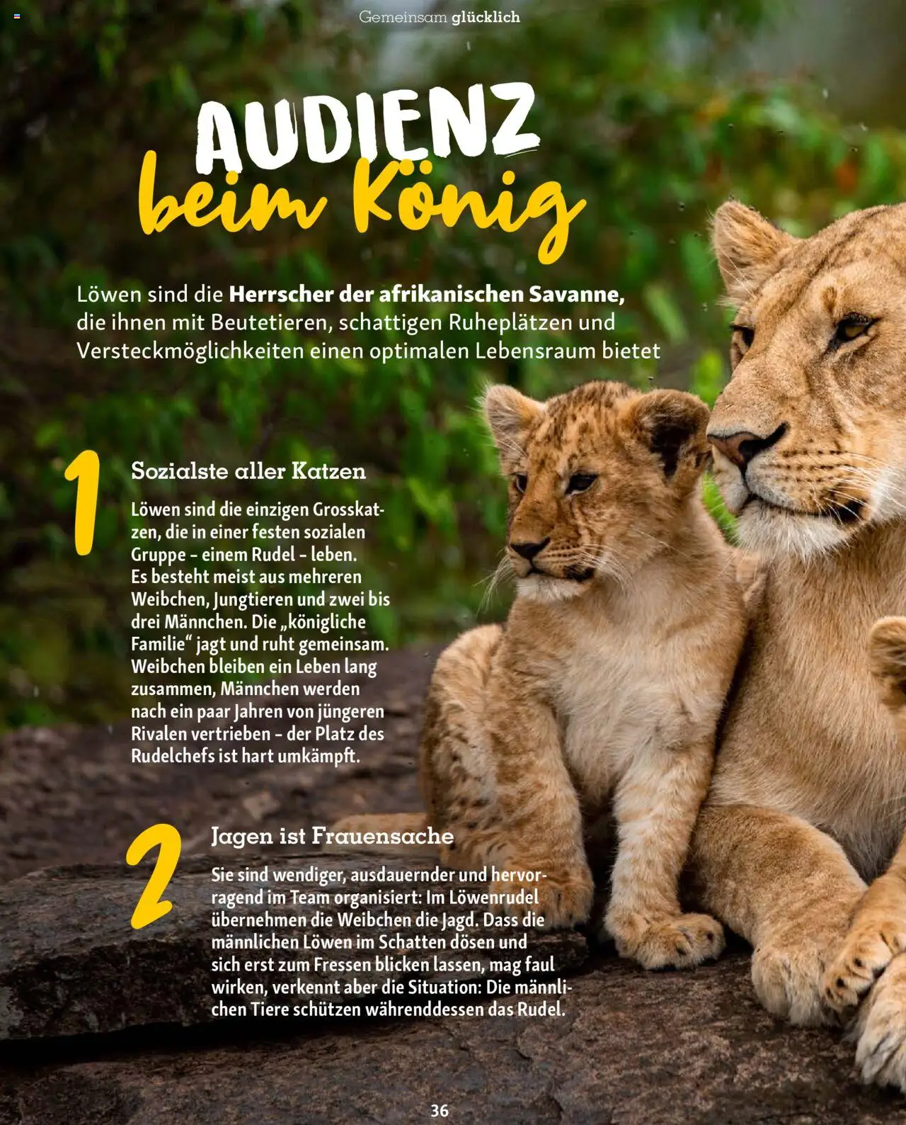 Fressnapf Magazin – gültig ab 01.09.2025 | Seite: 36
