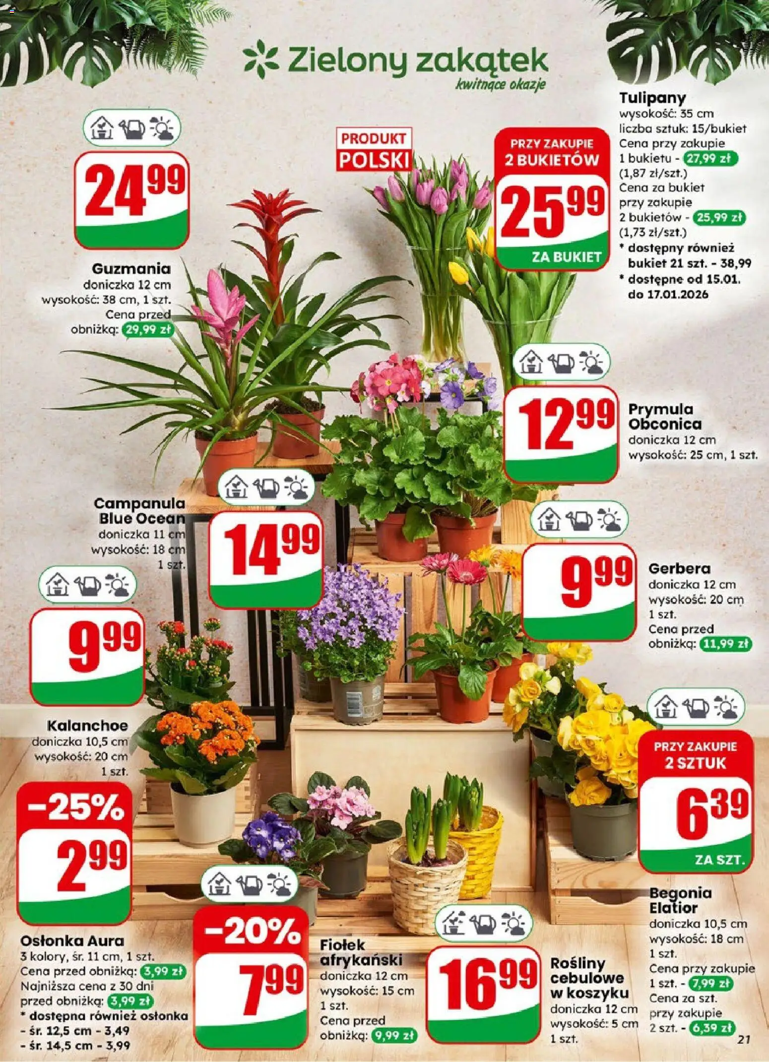 Dino Gazetka od 14.01.2026 | Strona: 21 | Produkty: Doniczka, Rosliny, Kalanchoe, Tulipany