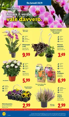 Volantino Lidl del 22.09.2025 | Pagina: 42 | Prodotti: Crema, Vassoio, Vaso