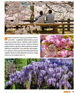 Pogląd oferty "OBI gazetka - Ogród" - ważna od 11.03.2026 | Strona: 99 | Produkty: Klon palmowy, Wiśnie