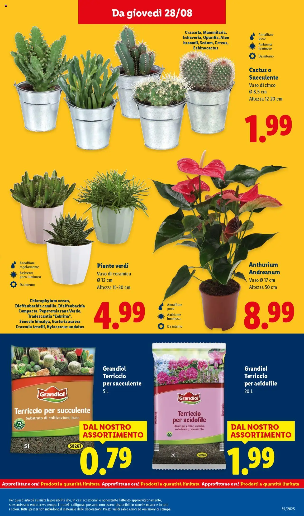 Volantino Lidl del 25.08.2025 | Pagina: 37 | Prodotti: Cactus, Terriccio, Vaso