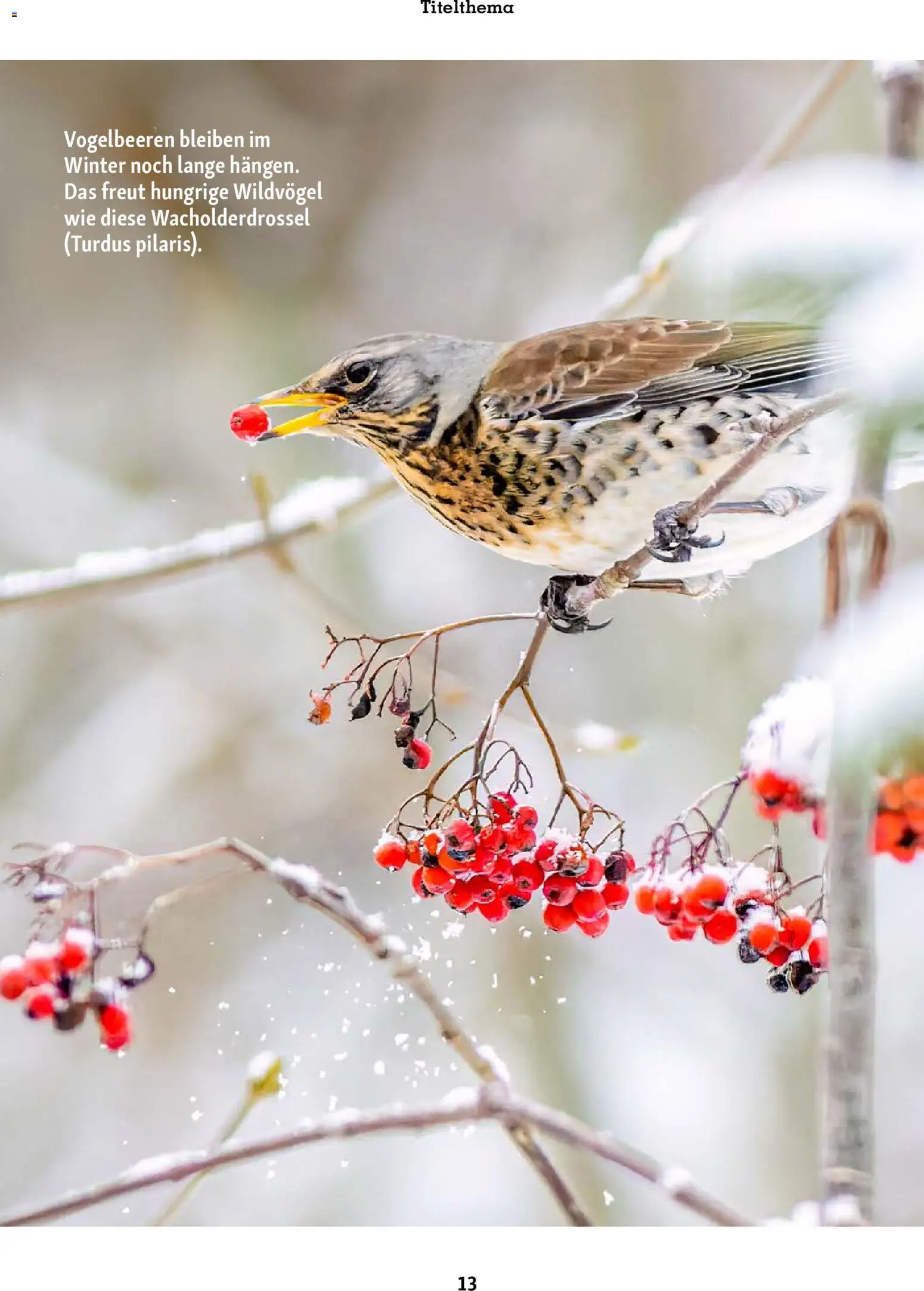 Fressnapf Friends Magazin – gültig ab 01.01.2026 | Seite: 13