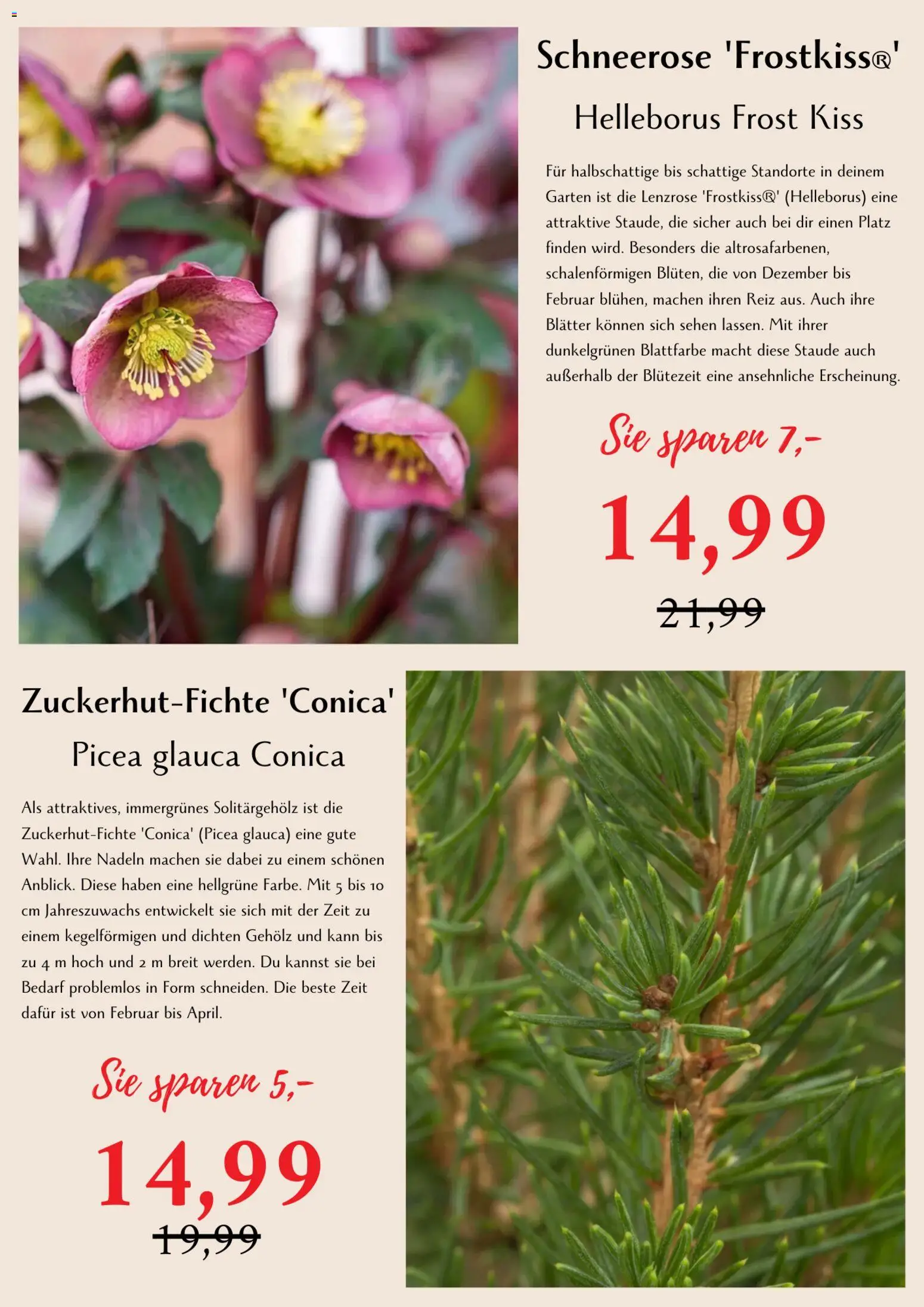 bellaflora Flugblatt gültig ab 06.03.2026 | Seite: 3