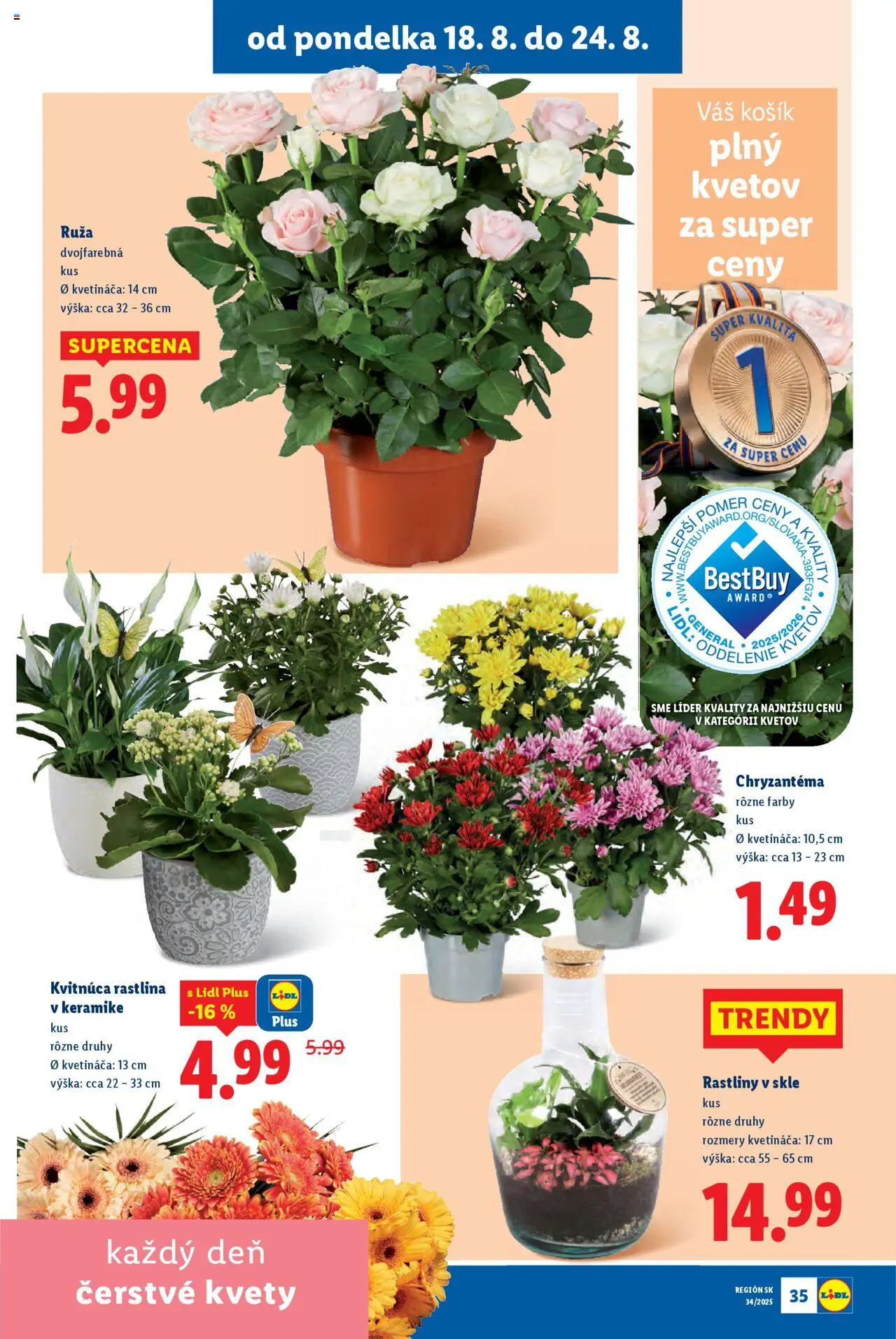 Lidl leták │ platný od 18.08.2025 | Strana: 41 | Produkty: Kvety