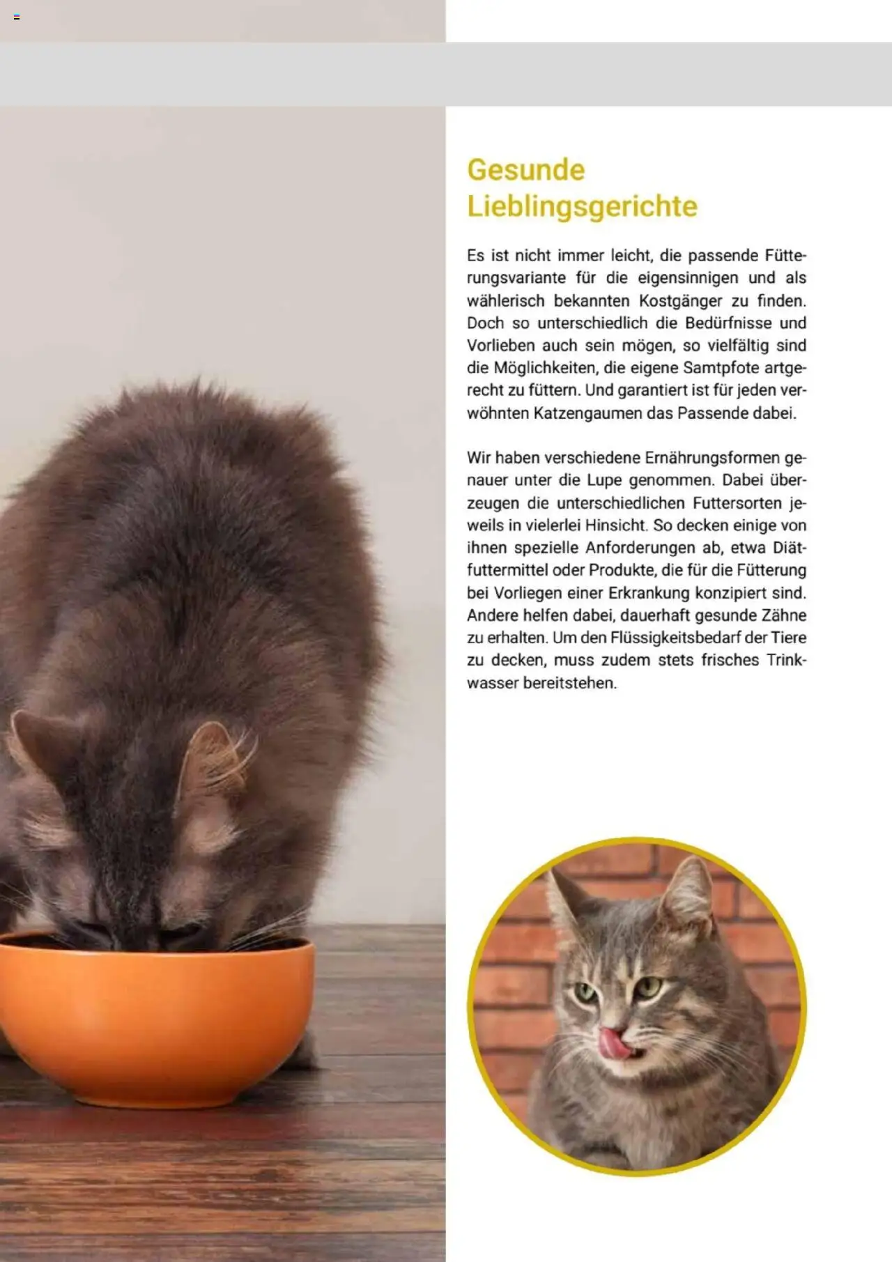 zookauf Themenkatalog Katze – gültig ab 01.10.2025 | Seite: 13 | Produkte: Wasser