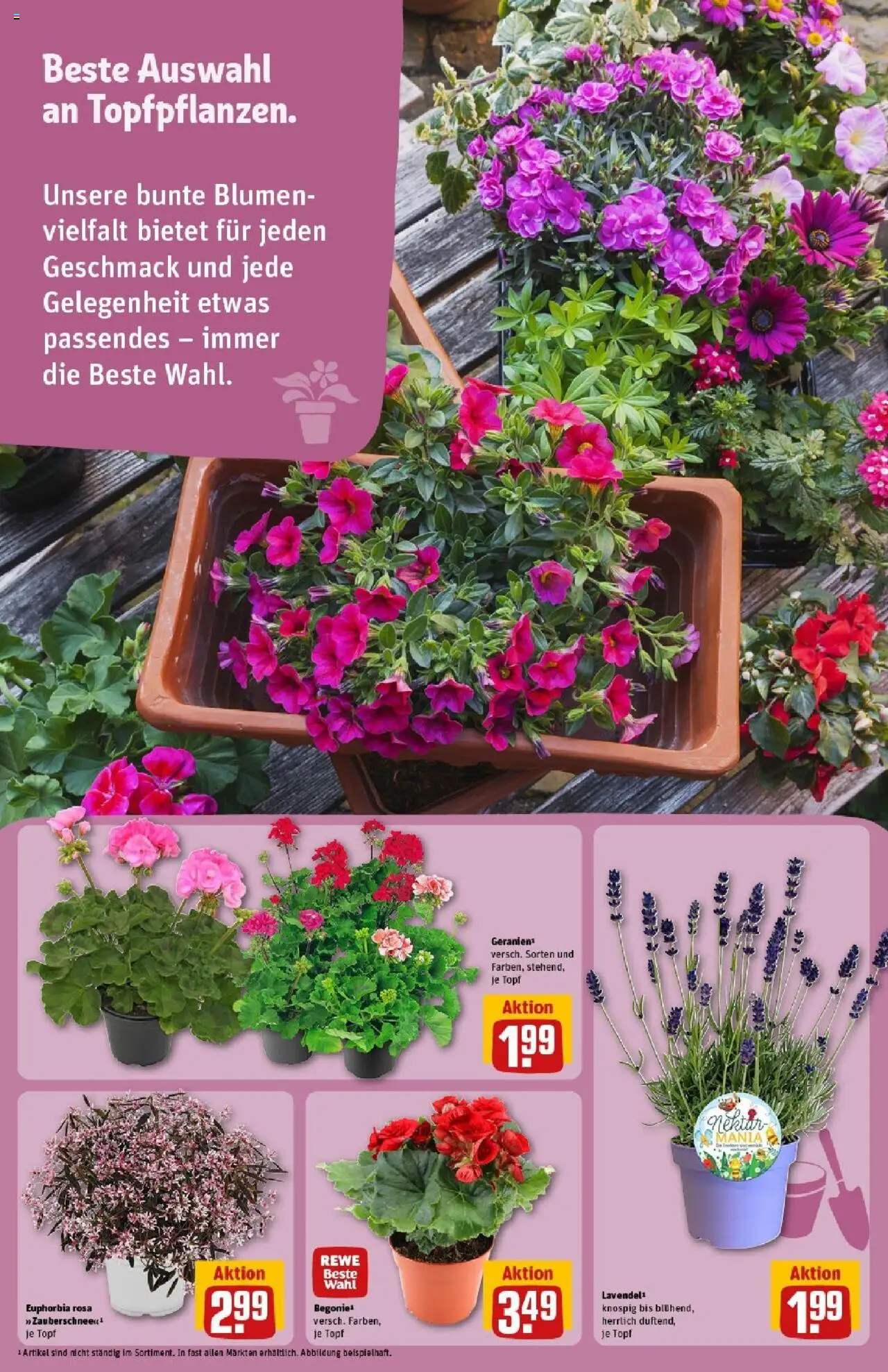 Rewe prospekt Oberwesel	 - gültig ab dem 01.06.2025 | Seite: 15 | Produkte: Blumen