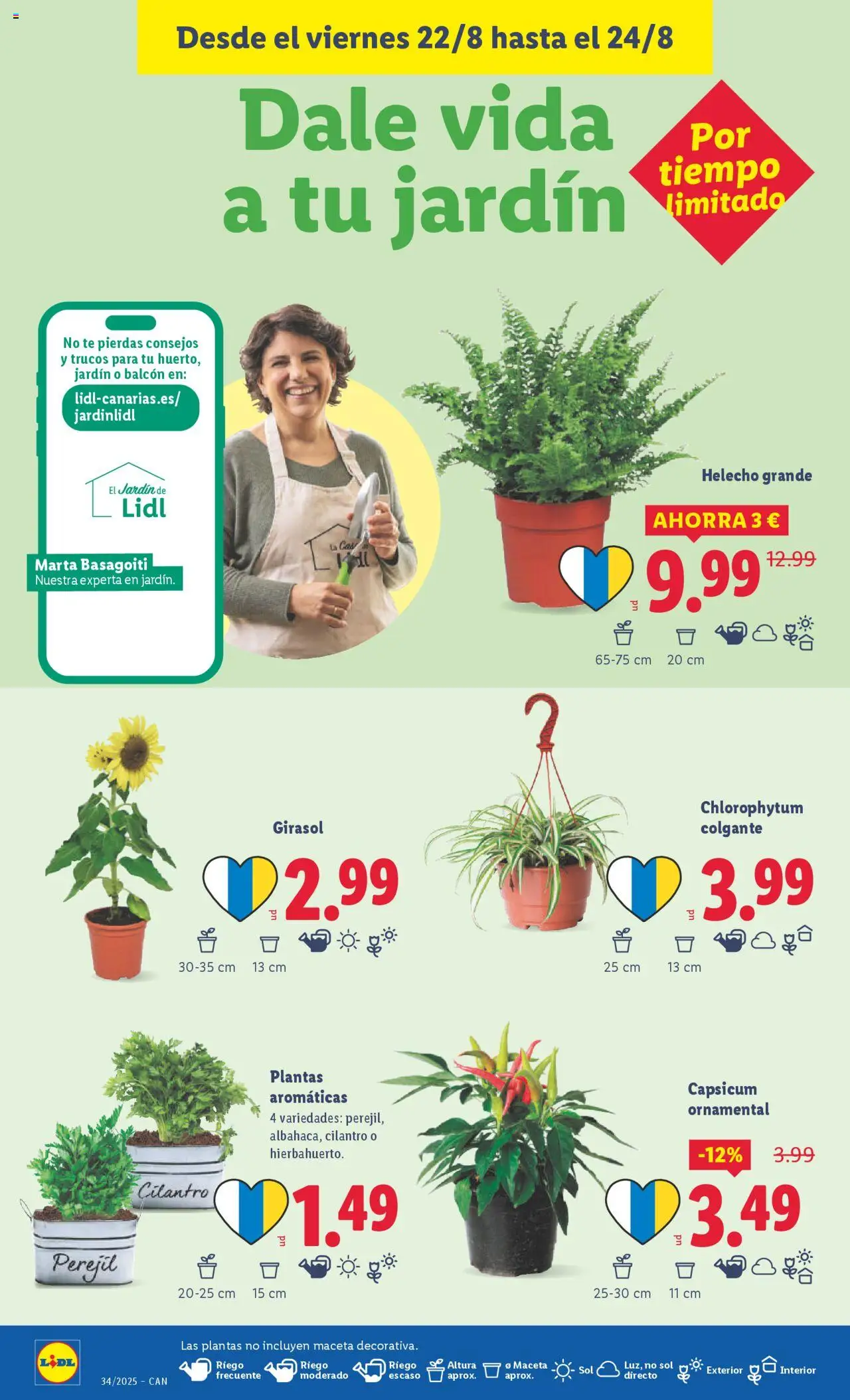 Lidl - Canarias │ válido desde el 18.08.2025 | Página: 40 | Productos: Té, Maceta