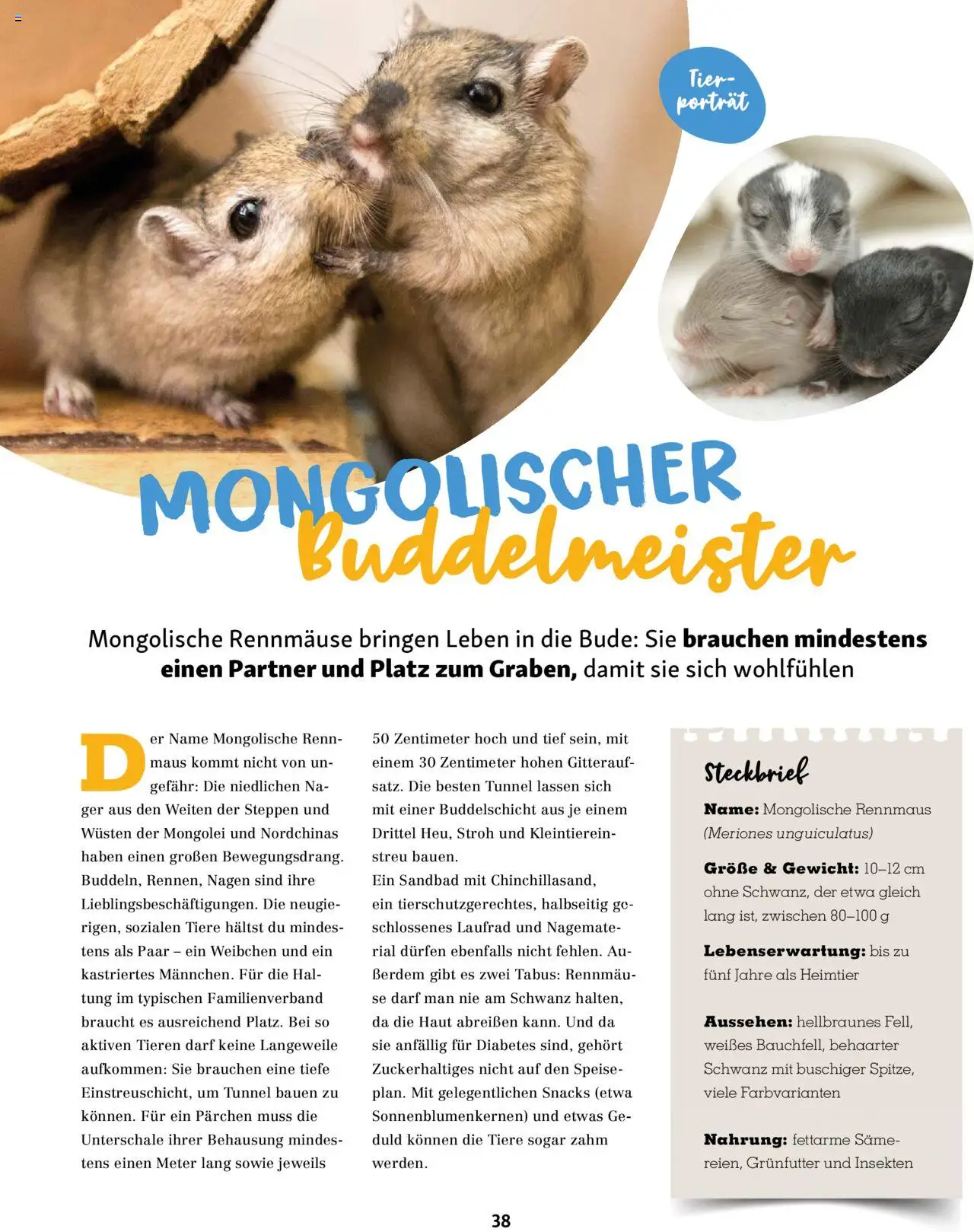 Fressnapf Friends Magazin – gültig ab 01.09.2025 | Seite: 38 | Produkte: Gewicht, Maus