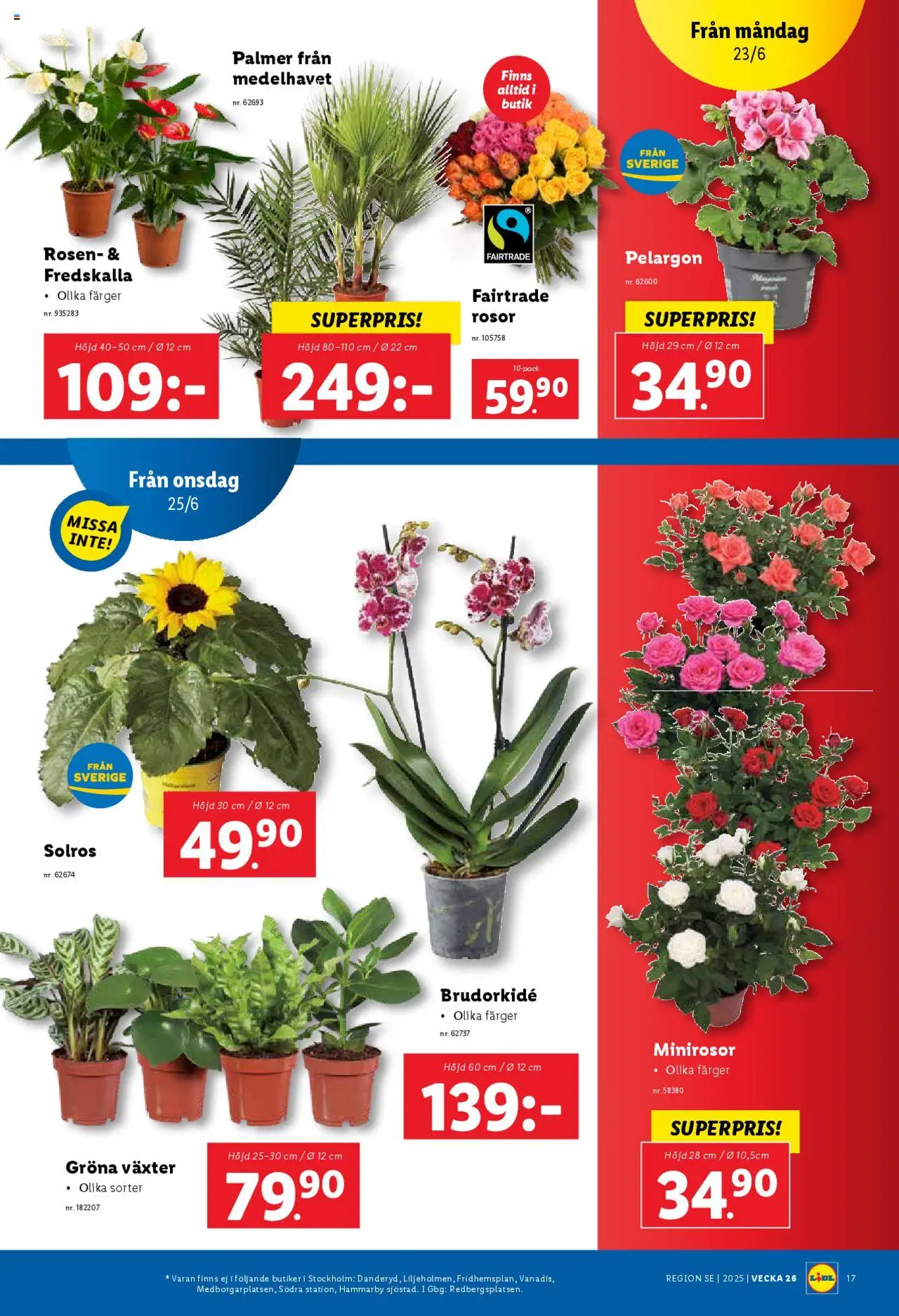 Lidl reklamblad aktuell från 23.06.2025 | Sida: 19 | Produkter: Pelargon