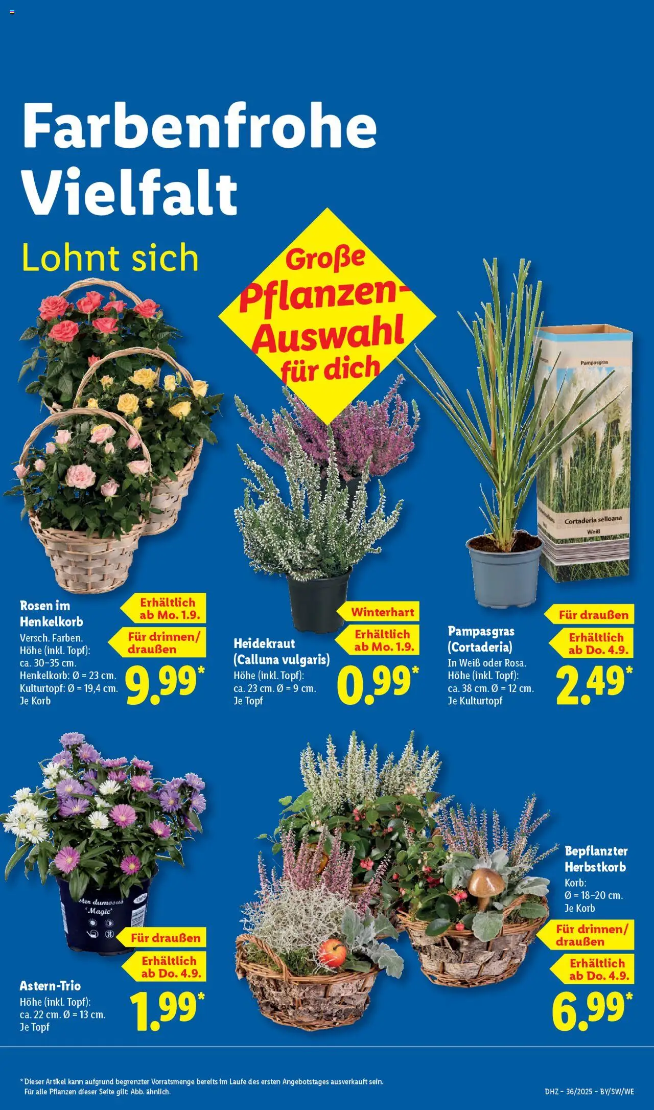 Lidl Prospekt Heppenheim 	 - gültig ab dem 01.09.2025 | Seite: 15 | Produkte: Korb