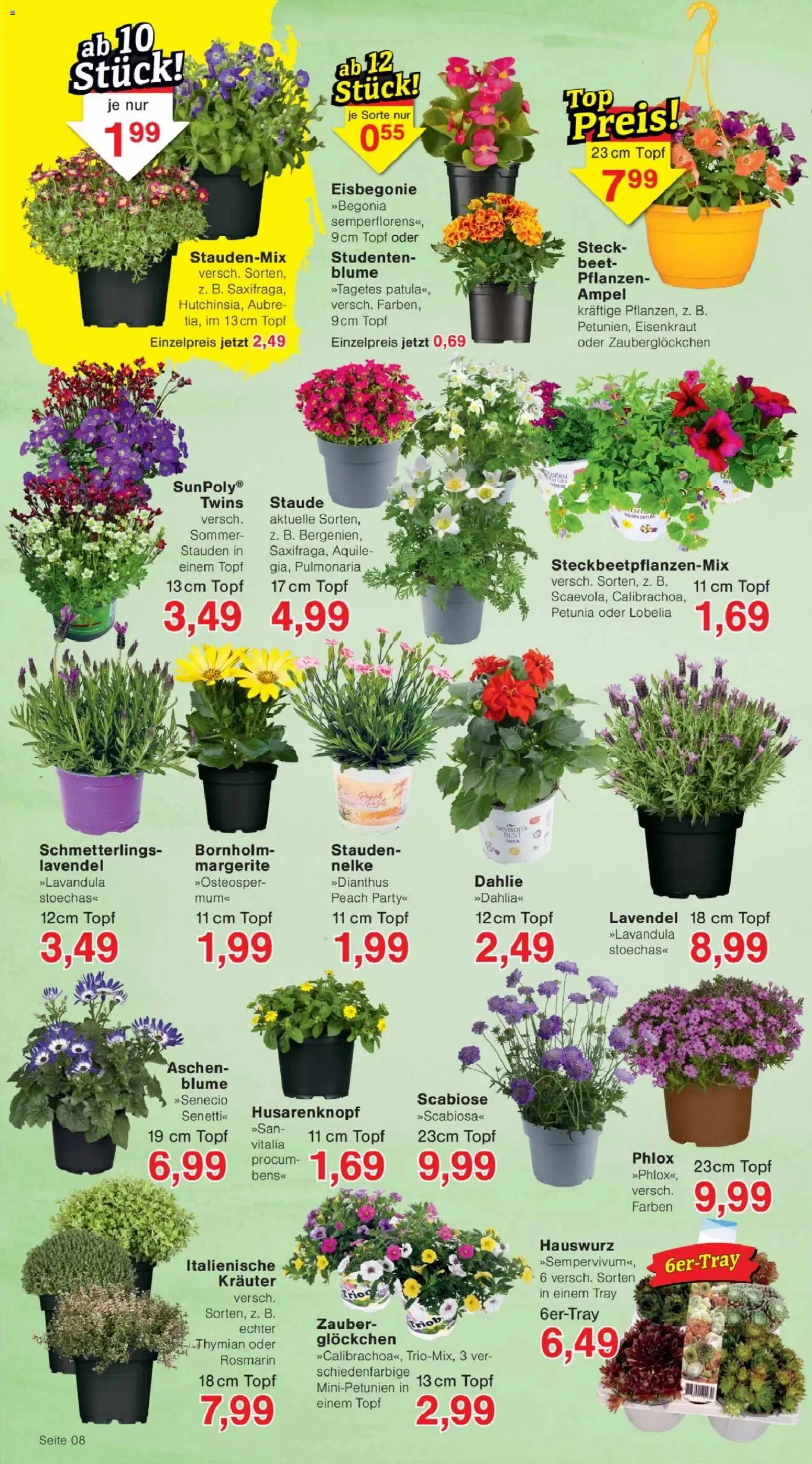 Jawoll Prospekt – gültig ab 07.04.2026 | Seite: 12 | Produkte: Lavendel