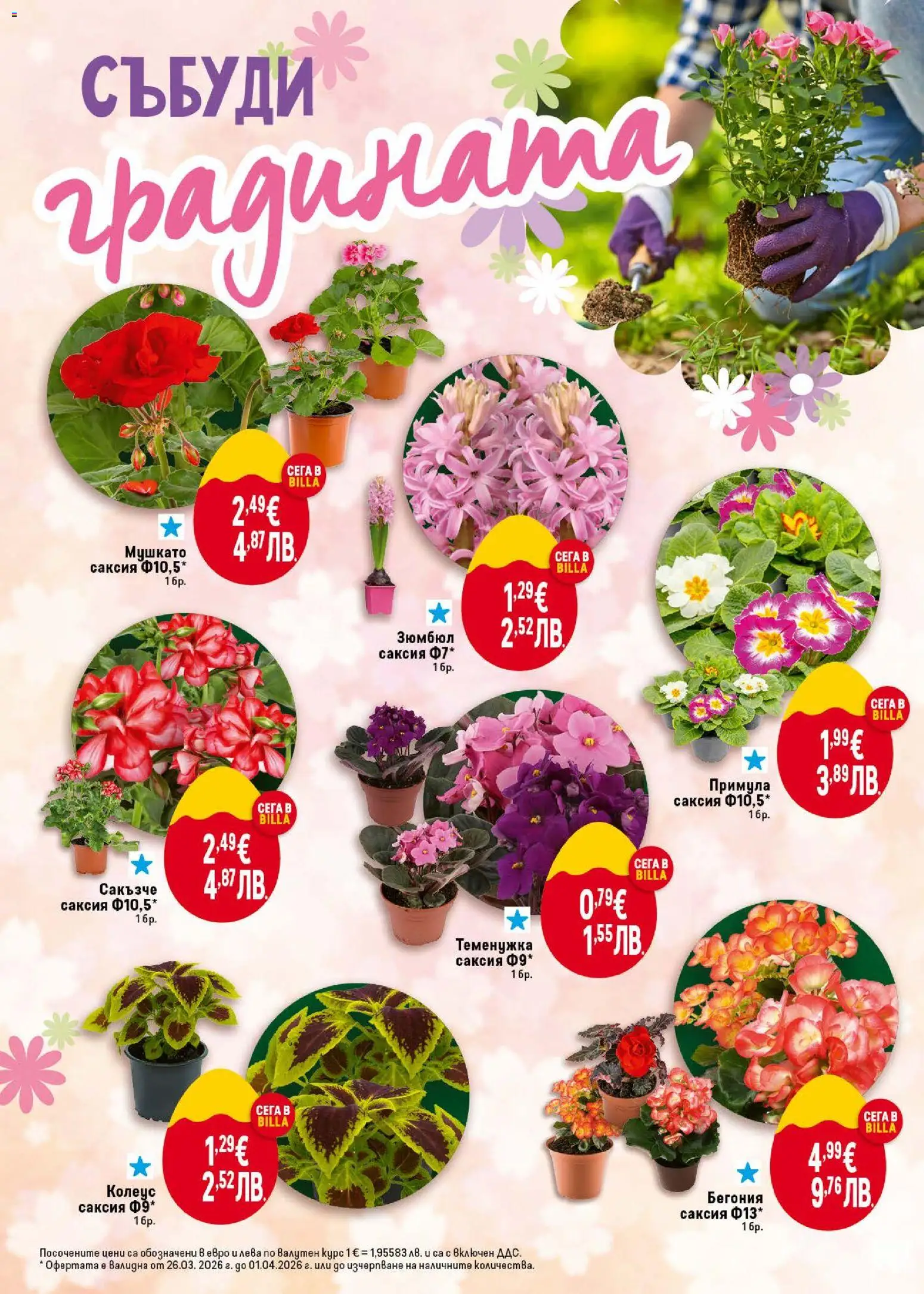 {H1} | Страница: 48 | Продукти: Саксия