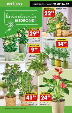 Biedronka gazetka od 21.07.2025 | Strona: 55 | Produkty: Paproć, Rosliny, Zamioculcas, Doniczki