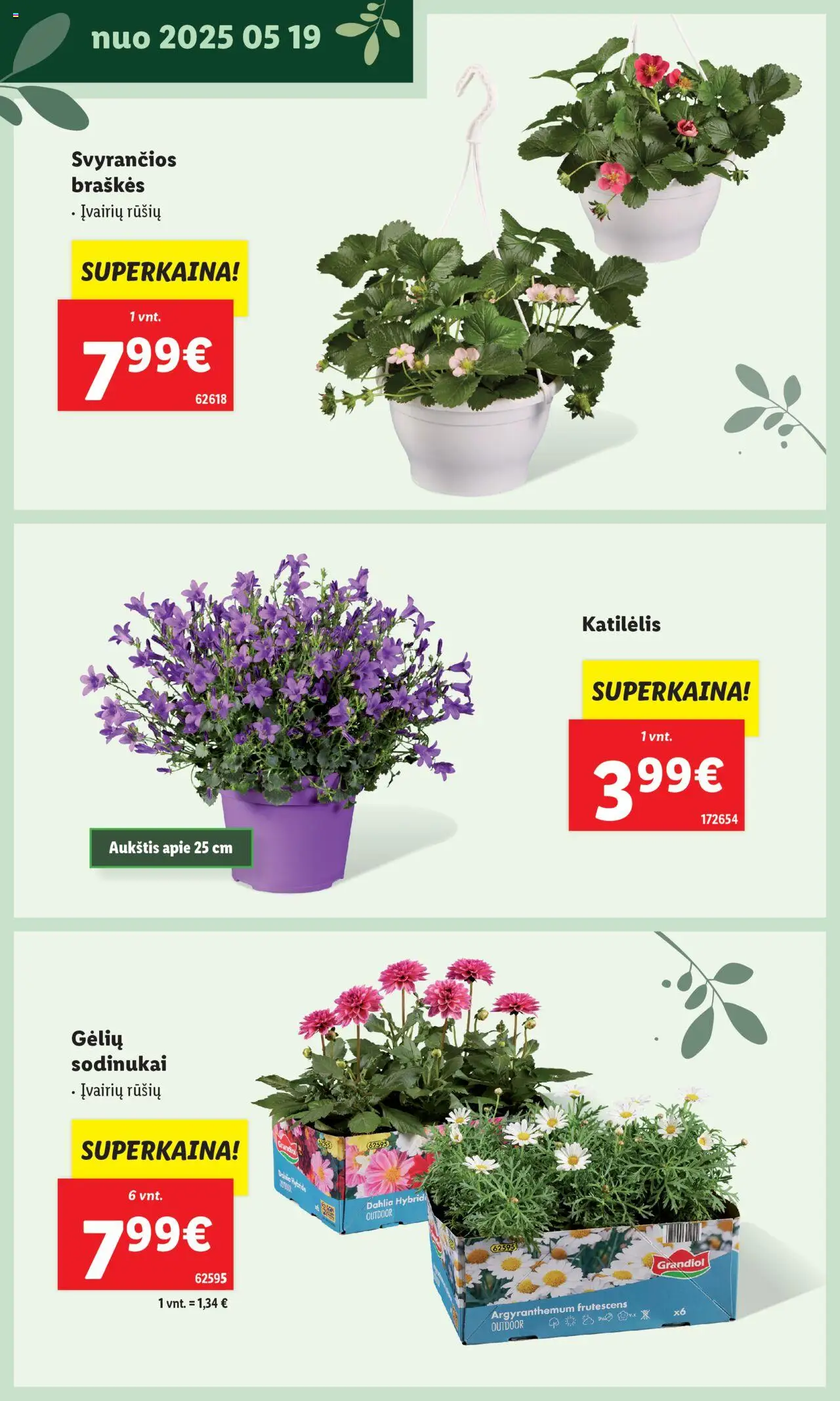 LIDL leidinys - Švenčiame sodą│galioja nuo 12.05.2025 | Puslapis: 16 | Prekių: Braškės