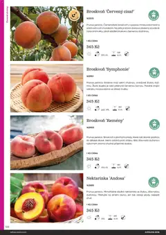 Náhled letáku Starkl katalog od 25.02.2026 | Strana: 126 | Produkty: Broskve