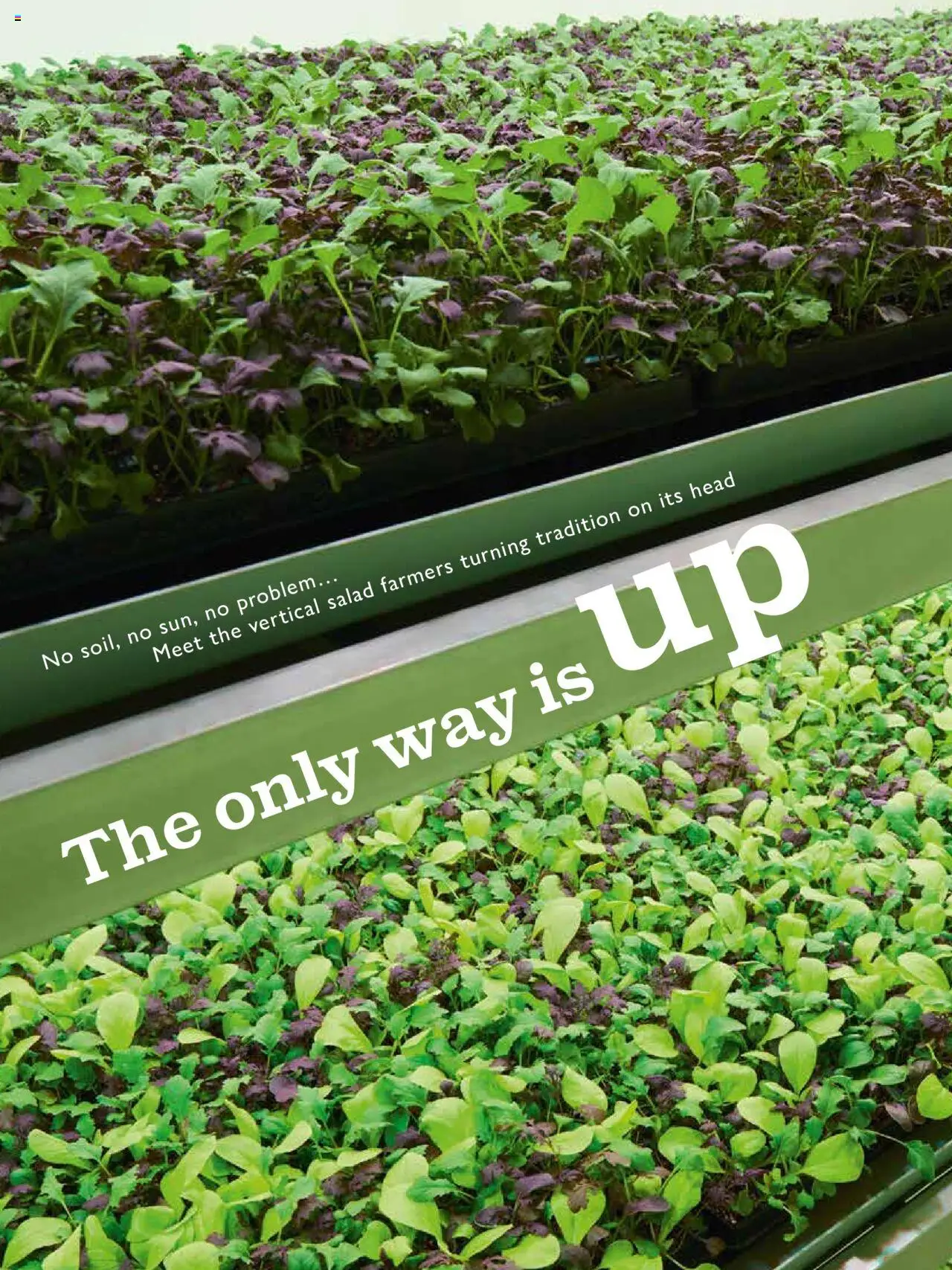  | Page: 82 | Products: Salad