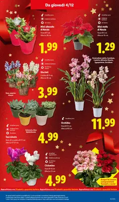 Anteprima del volantino Volantino Lidl	 valido a partire dal 01.12.2025 | Pagina: 47 | Prodotti: Orchidea, Cestino, Vaso