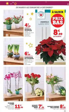 Hyper U - Prévisualisation de Hyper U catalogue valide à partir de 09.12.2025 | Page: 43 | Produits: Poinsettia, Rosier, Orchidée