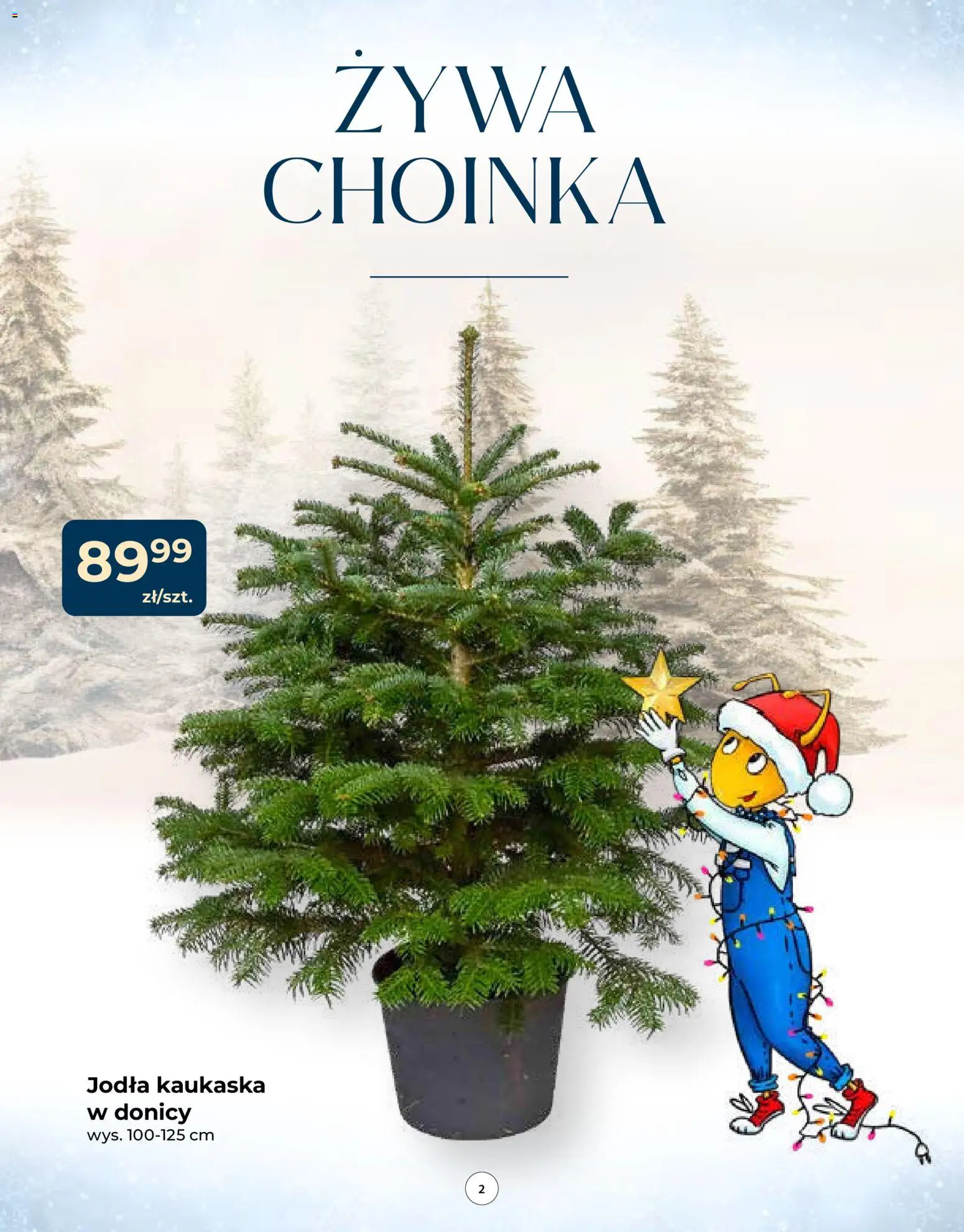 Mrówka Gazetka od 04.12.2025 | Strona: 2 | Produkty: Choinka, Jodła kaukaska