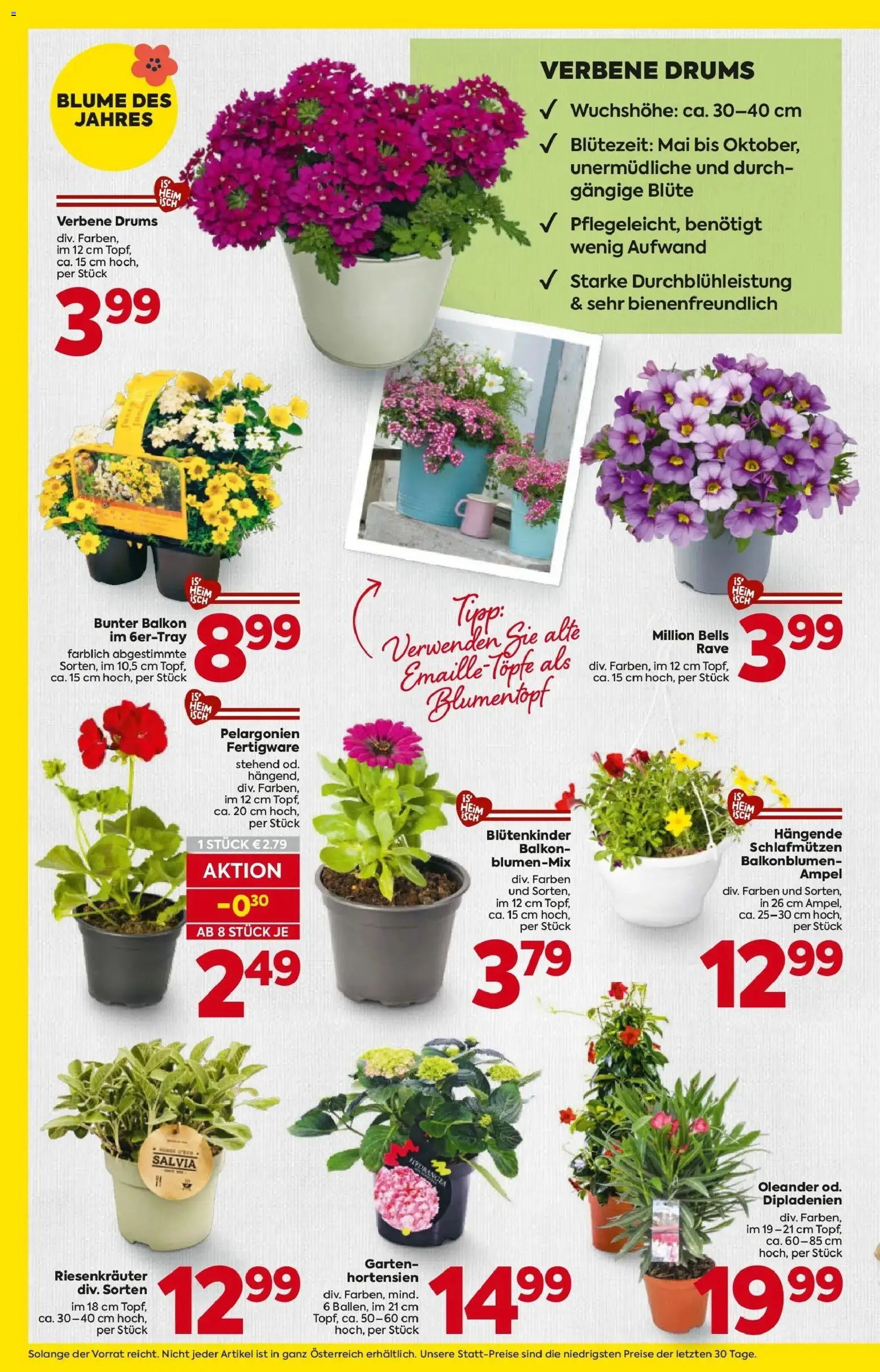 Billa - BILLA: Blumen gültig ab 08.04.2026 | Seite: 2 | Produkte: Blumentopf