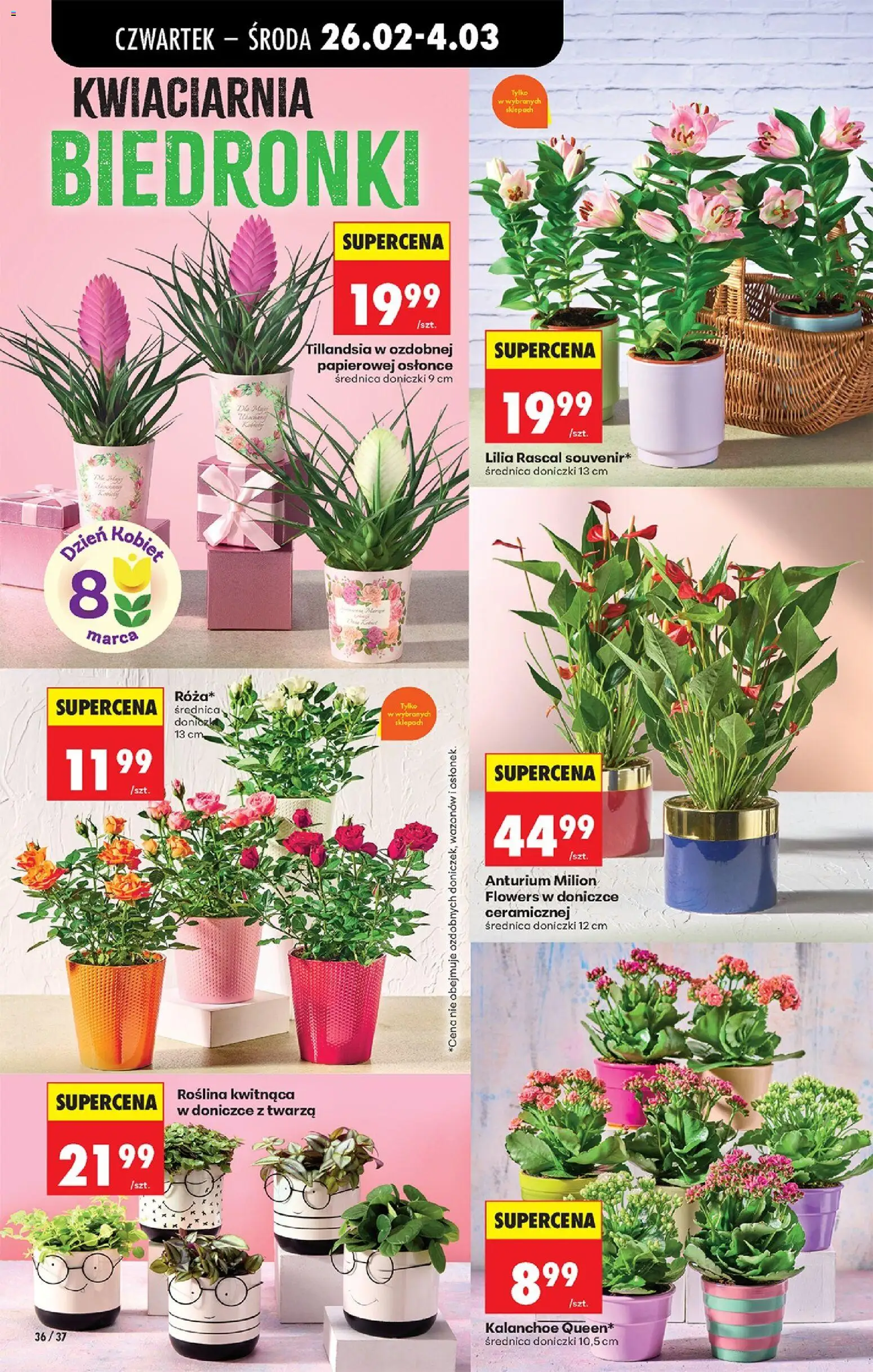 Biedronka gazetka - Oferta w tym tygodniu od 26.02.2026 | Strona: 46 | Produkty: Doniczki, Kalanchoe