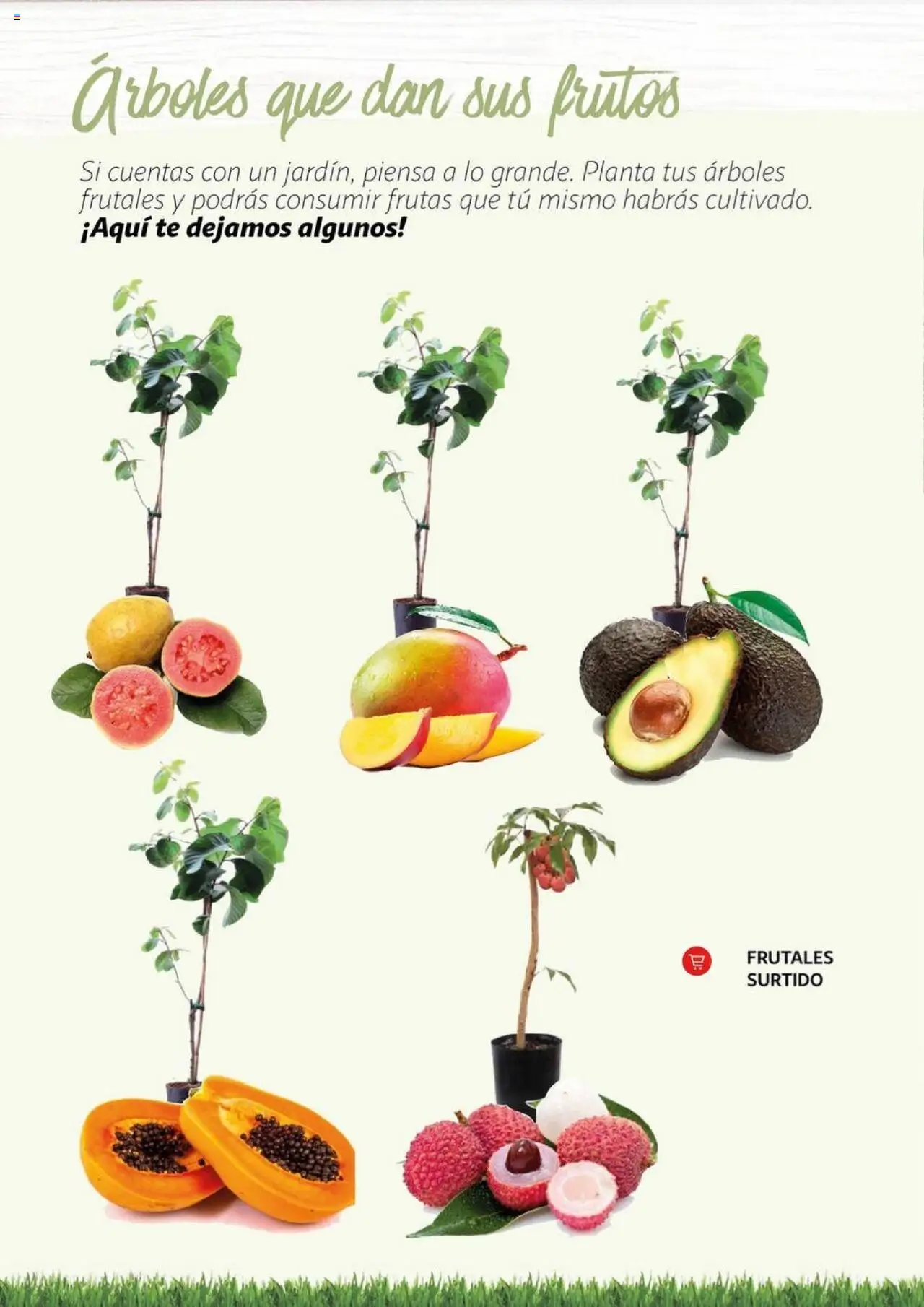 Alcampo - Jardín │ válido desde el 11.02.2025 | Página: 15 | Productos: Té