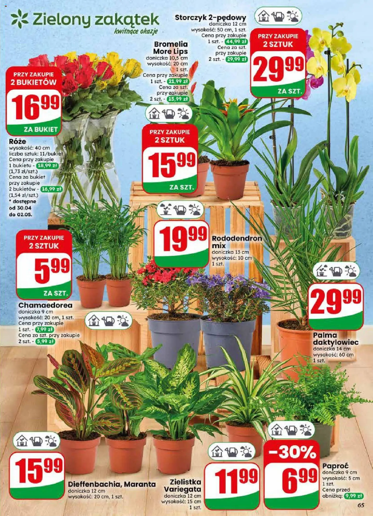 Dino gazetka od 29.04.2026 | Strona: 65 | Produkty: Paproć, Doniczka, Storczyk