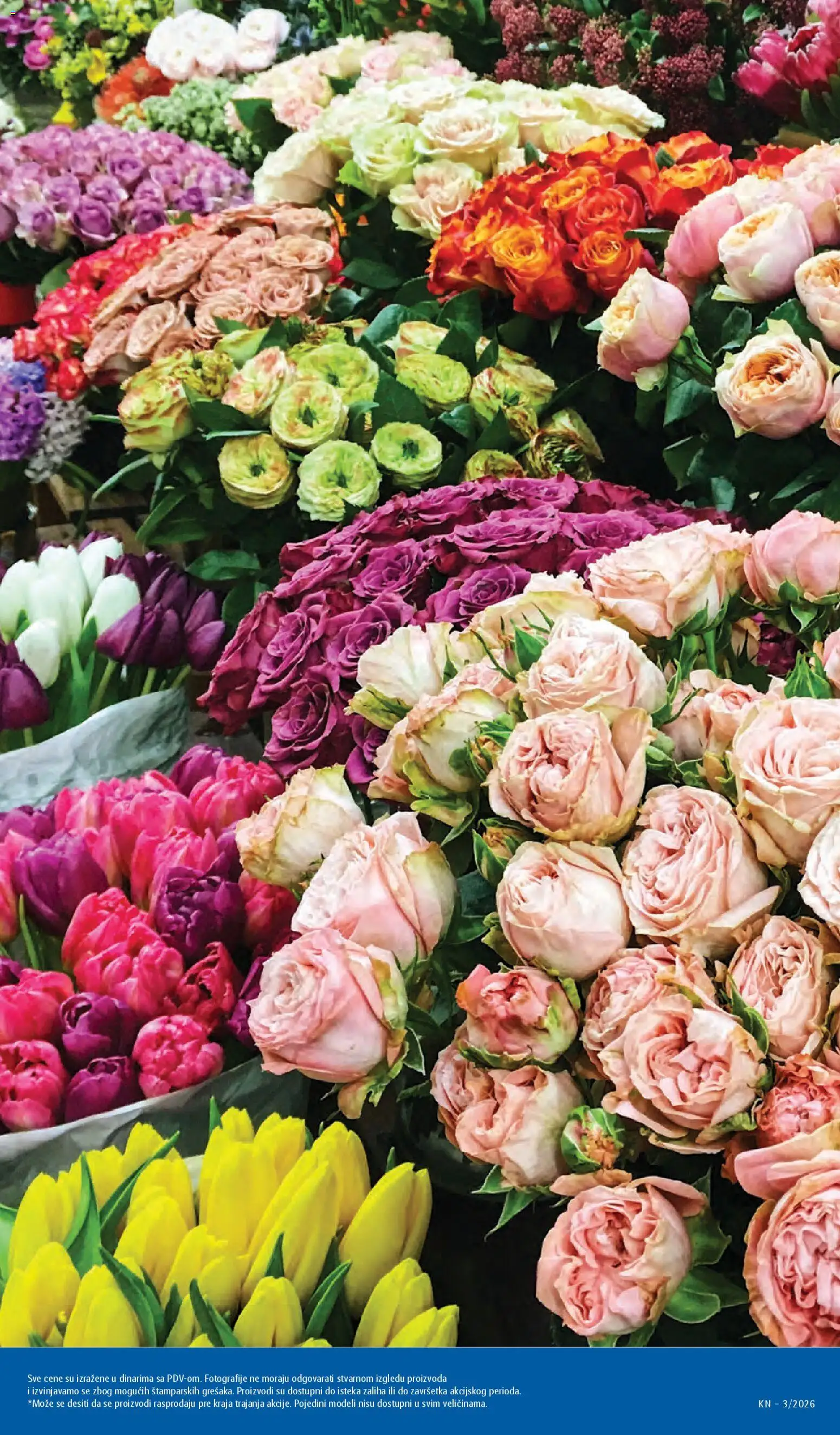 Lidl katalog - važi od 15.01.2026 | Strana: 43 | Proizvode: Cvece