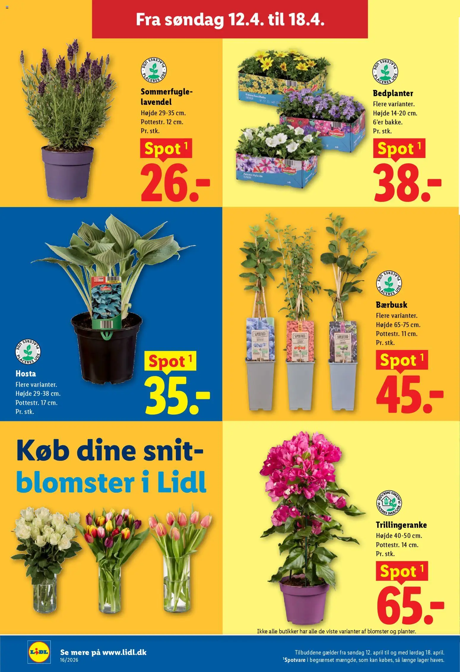 Lidl tilbudsavis – gyldig fra 12.04.2026 | Side: 31