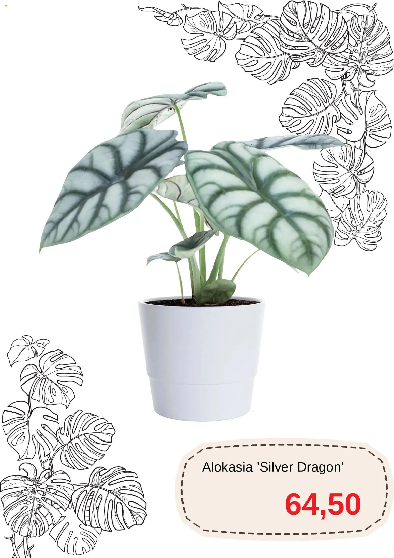 Blomsterlandet reklamblad aktuell från 11.03.2026 | Sida: 3